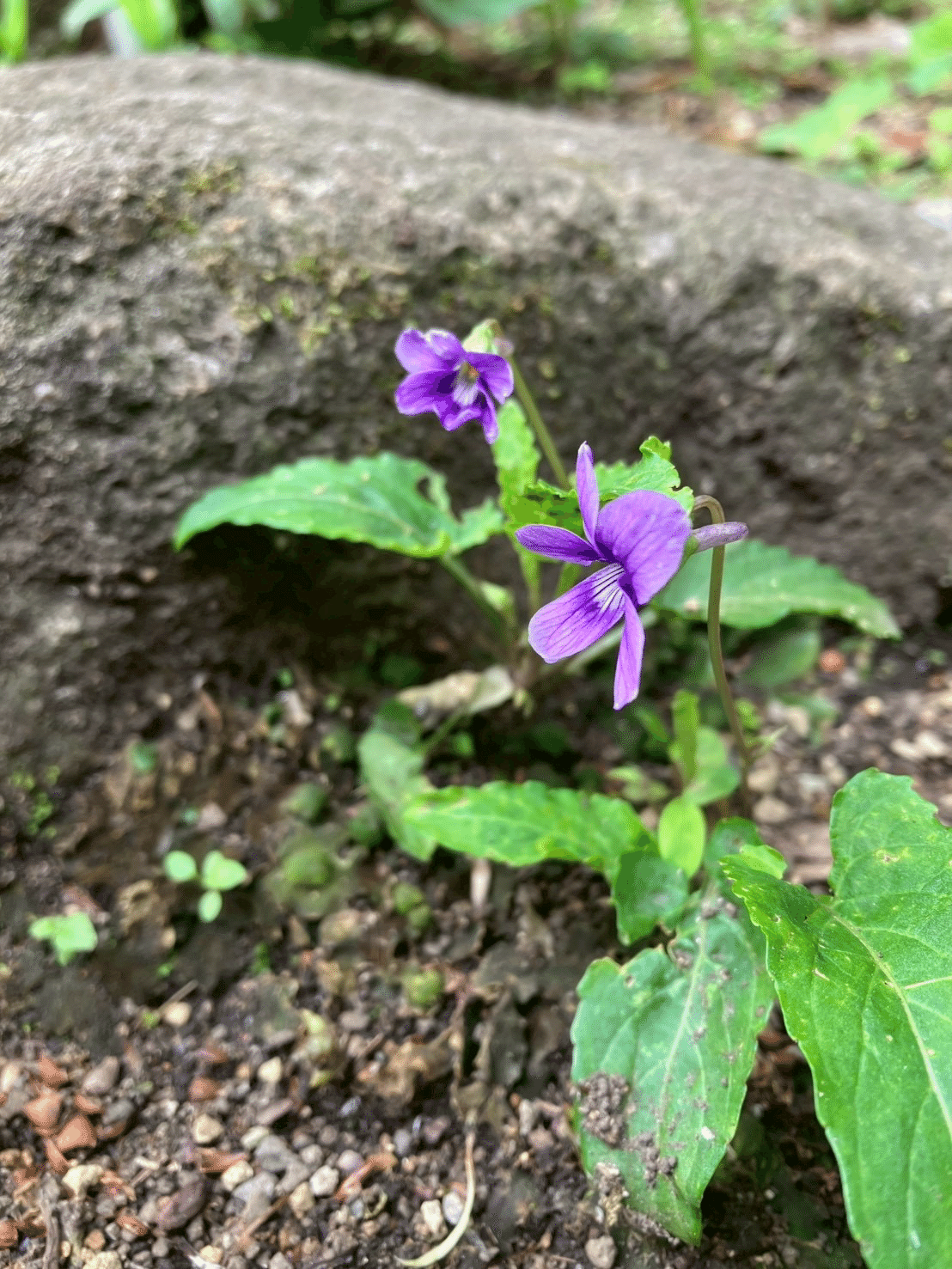 ゴールデンウィーク前のはなやぎ