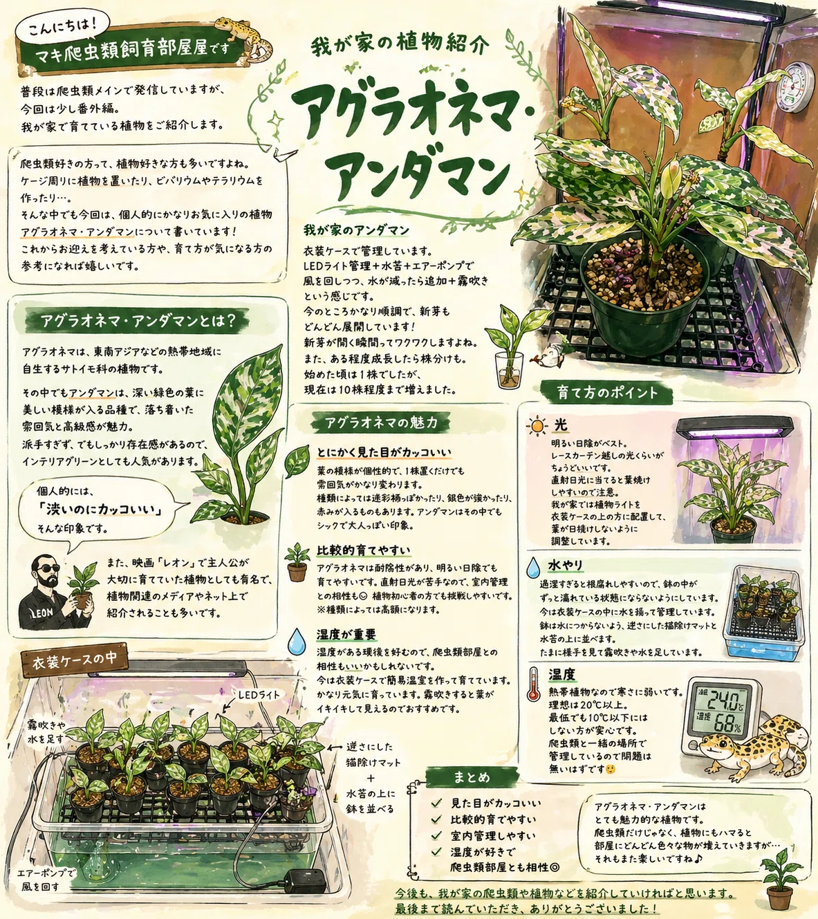 No.4 我が家の飼育生体紹介番外編 「アグラオネマ・アンダマン」｜マキ