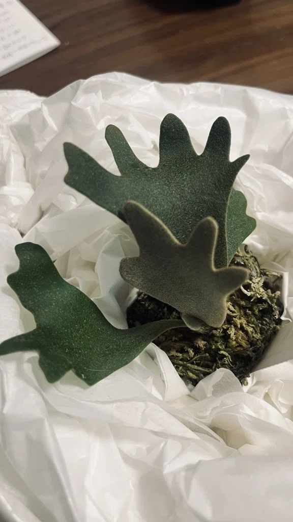 ビカクシダ】初心者のくせにp.willinckii OMGの脇芽をつぶさない選択