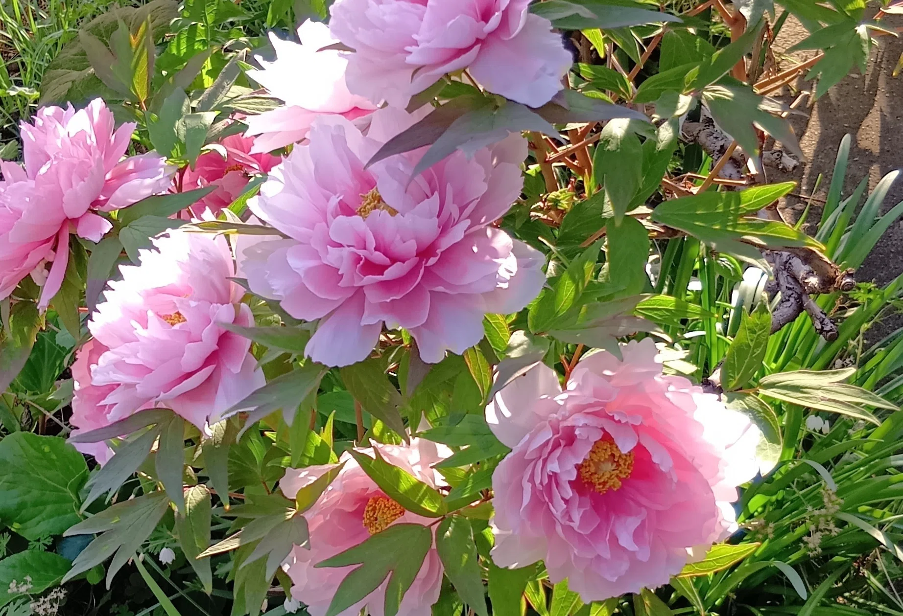 どっしり株♡牡丹【平成桜】♡桃色牡丹 今年の牡丹｜haruka