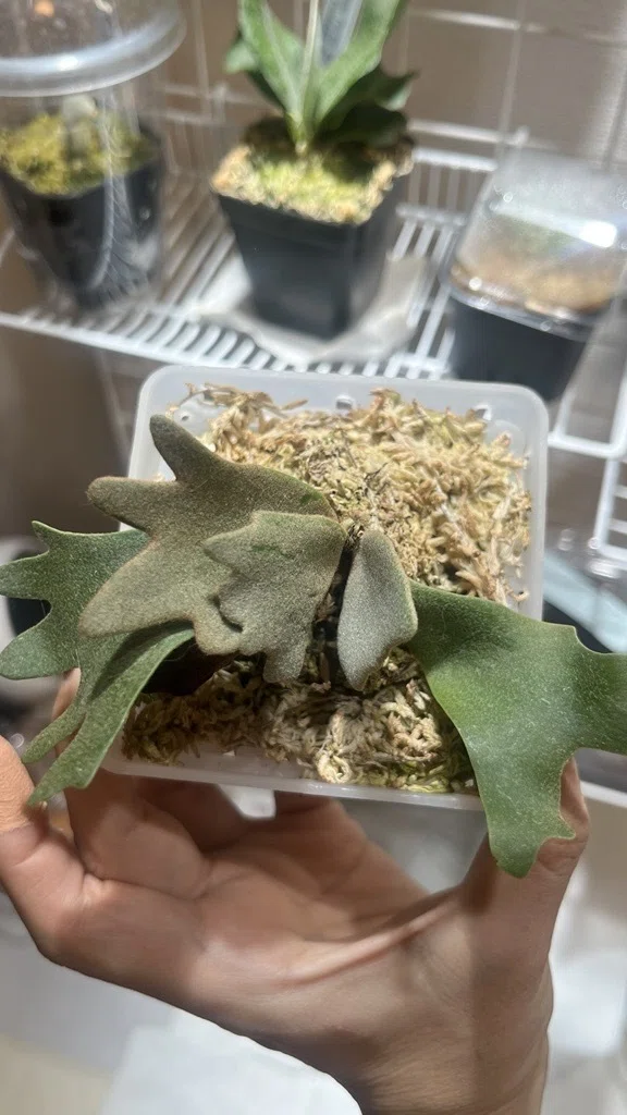 ビカクシダ】初心者のくせにp.willinckii OMGの脇芽をつぶさない選択