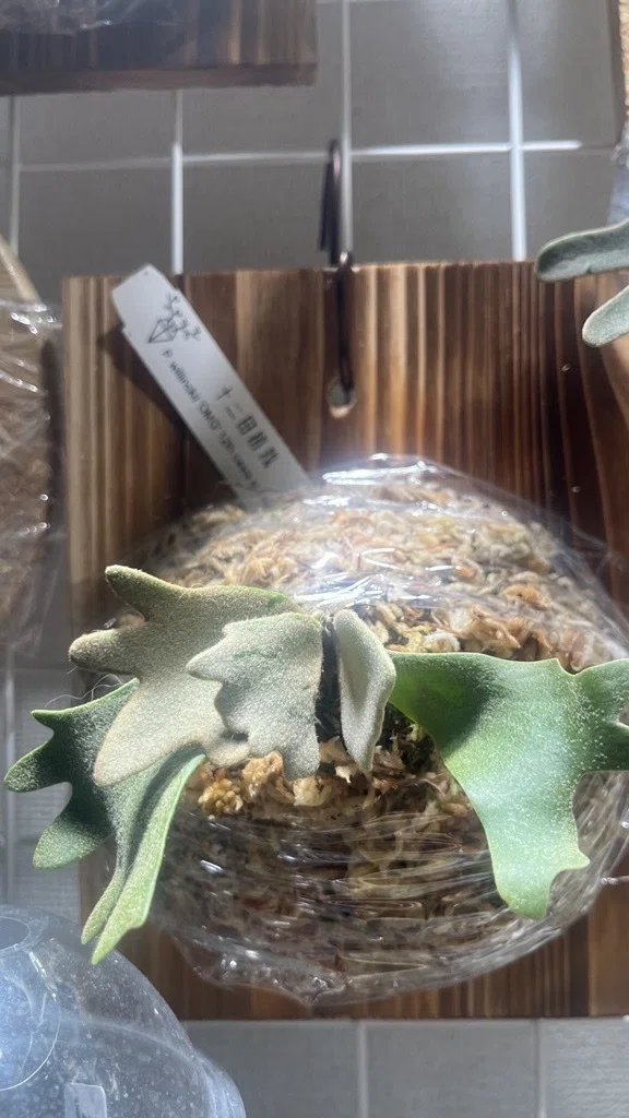 ビカクシダ】初心者のくせにp.willinckii OMGの脇芽をつぶさない選択