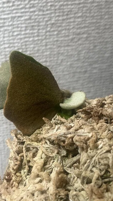 ビカクシダ】初心者のくせにp.willinckii OMGの脇芽をつぶさない選択