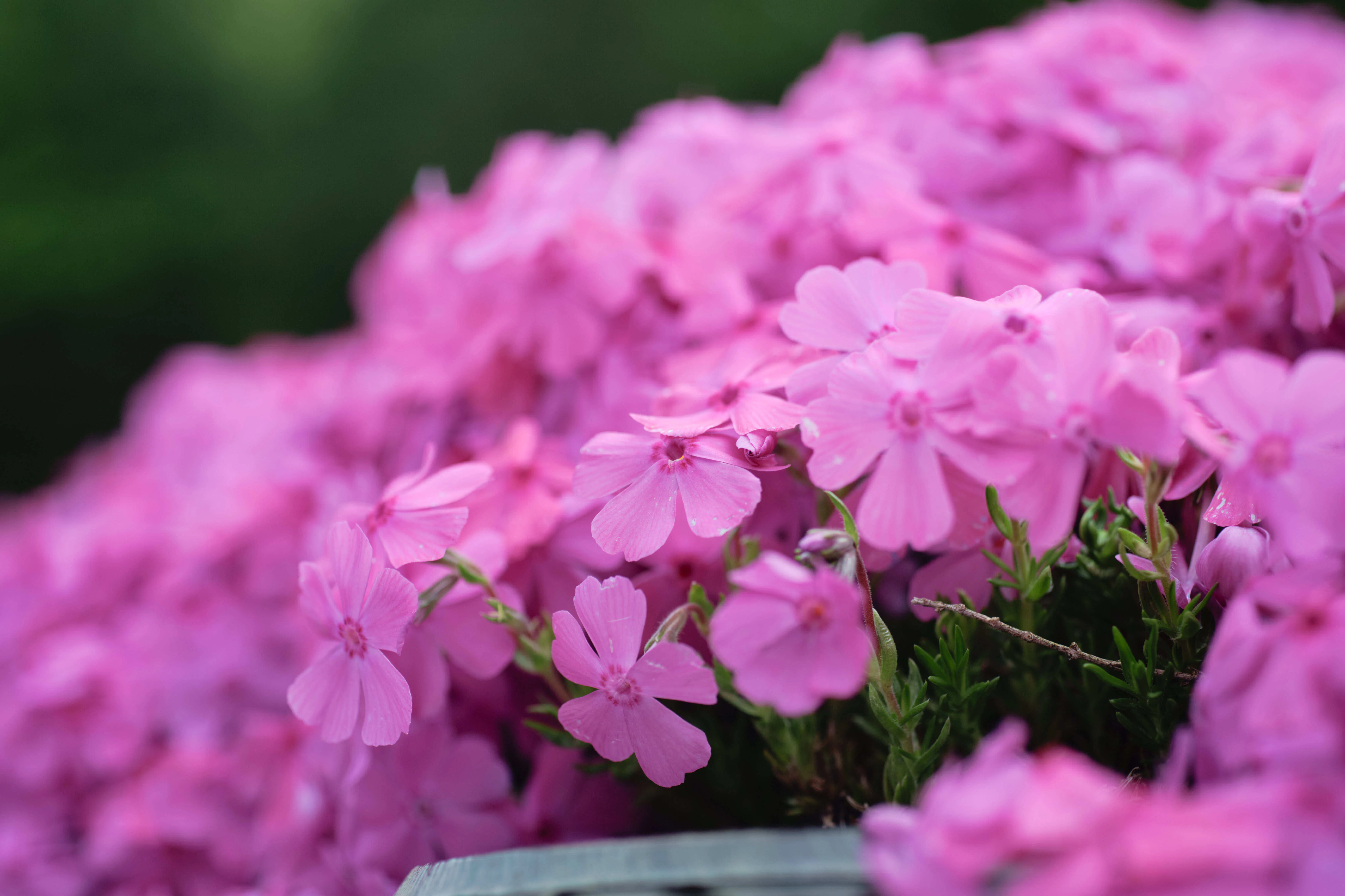 レンズレビュー】COSMICAR / PENTAX YF5028(50mm F2.8 MACRO)｜K2SND