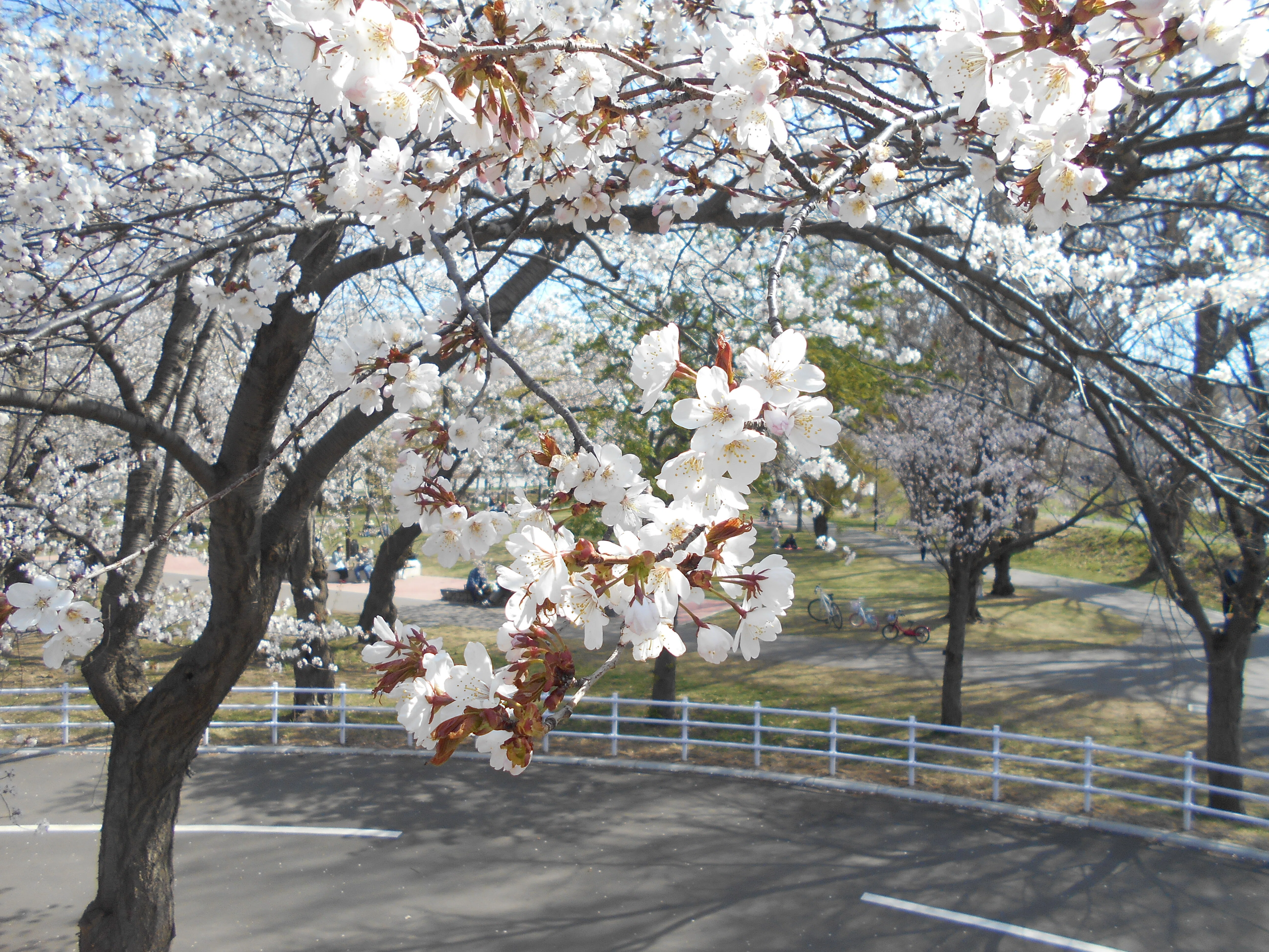 北海道さっぽろ観光案内所：桜だより 農試公園🌸ソメイヨシノほか