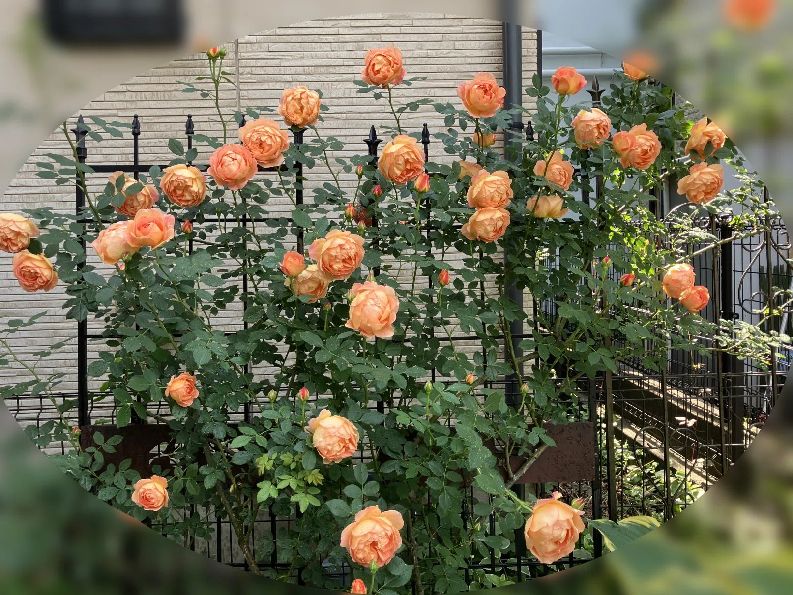本日レディ・オブ・シャーロット開花｜日暈月暈（ひがさ つきがさ）