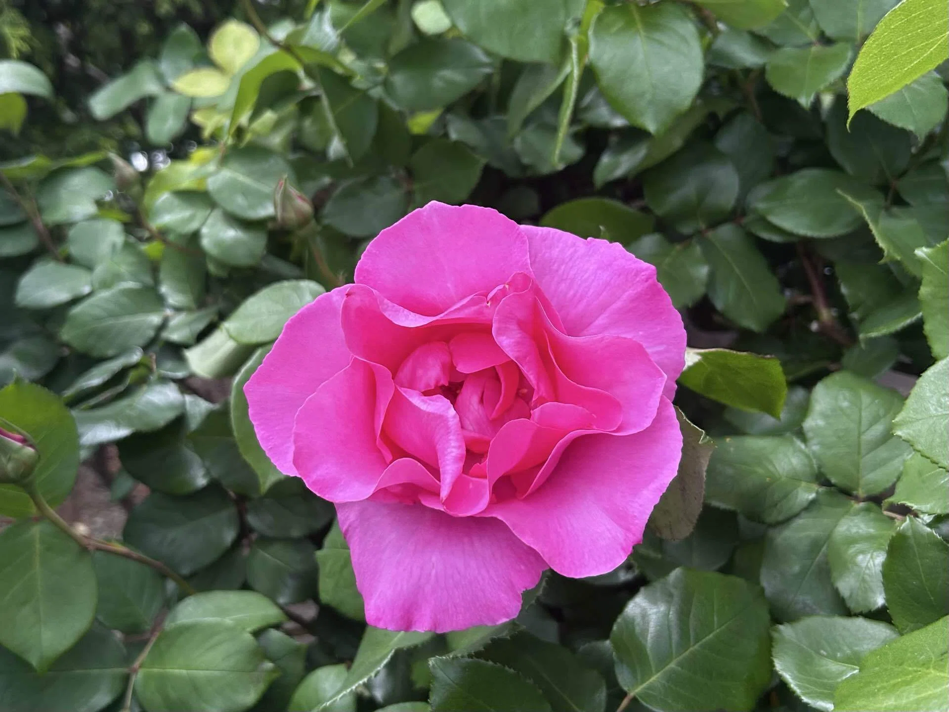 今関アキラコ、【薔薇】 ポール・マッカートニー咲く｜SuzukenSambar