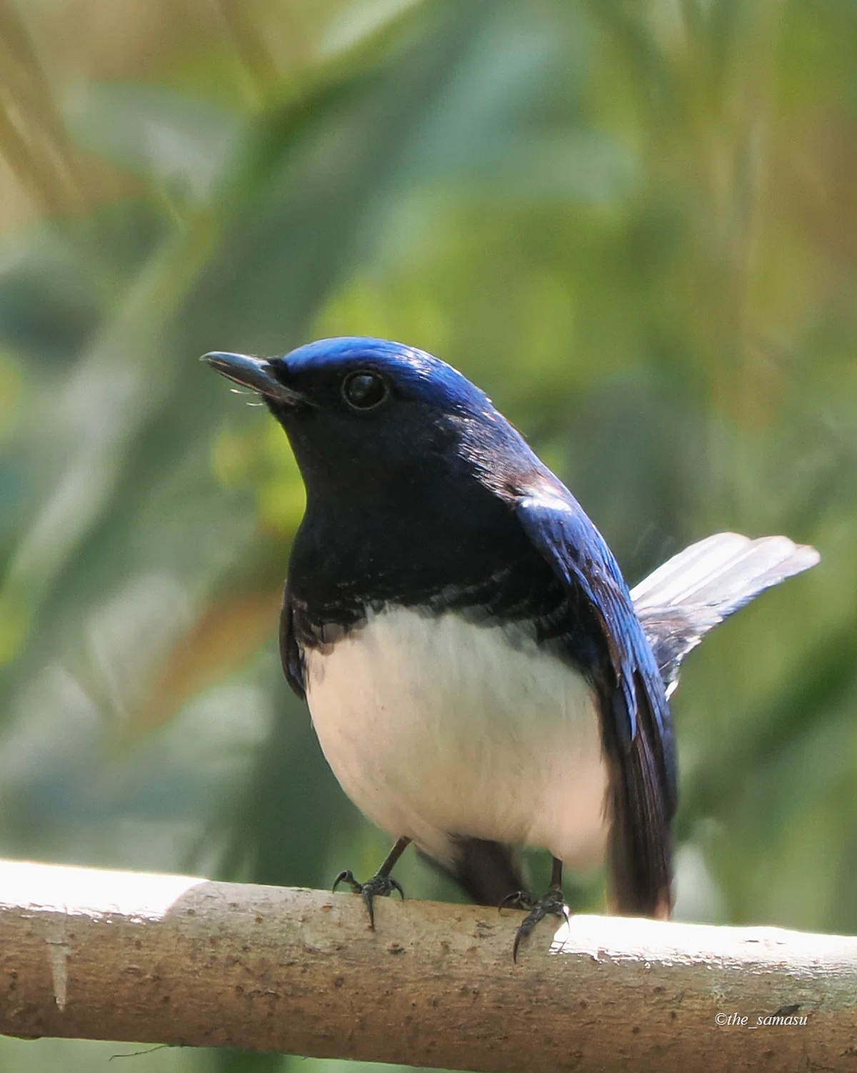 身近な鳥さん】#08 夏鳥たち① | Birding | バードウォッチング | BIRD