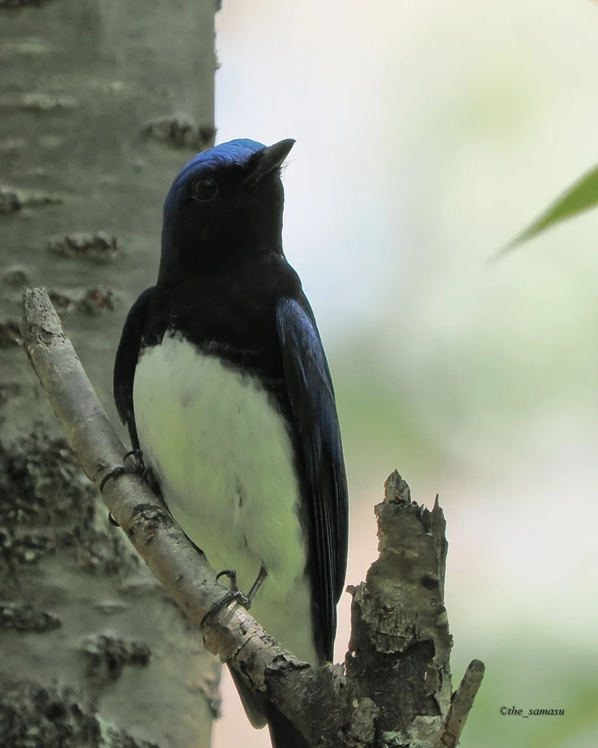 身近な鳥さん】#08 夏鳥たち① | Birding | バードウォッチング | BIRD