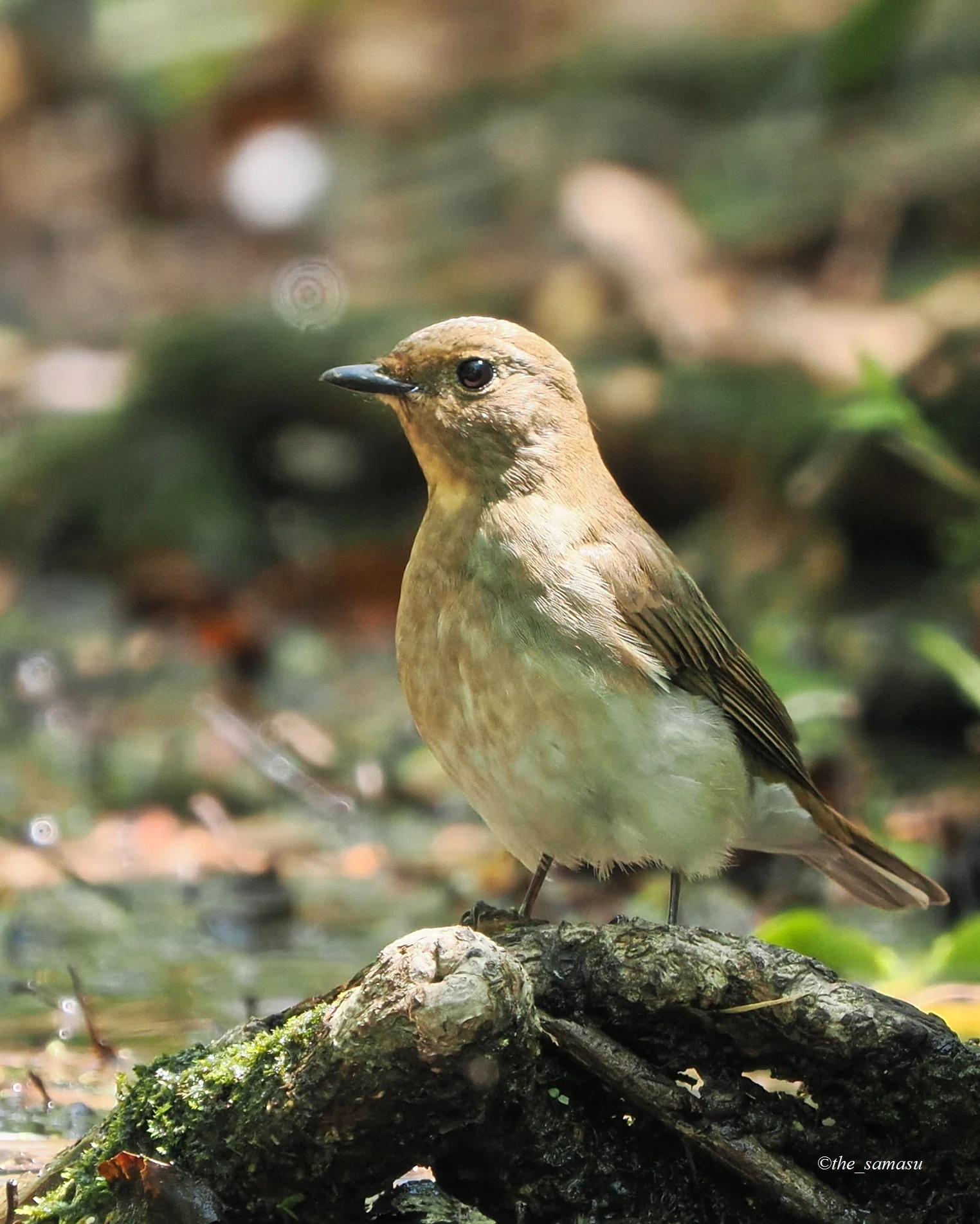 身近な鳥さん】#08 夏鳥たち① | Birding | バードウォッチング | BIRD