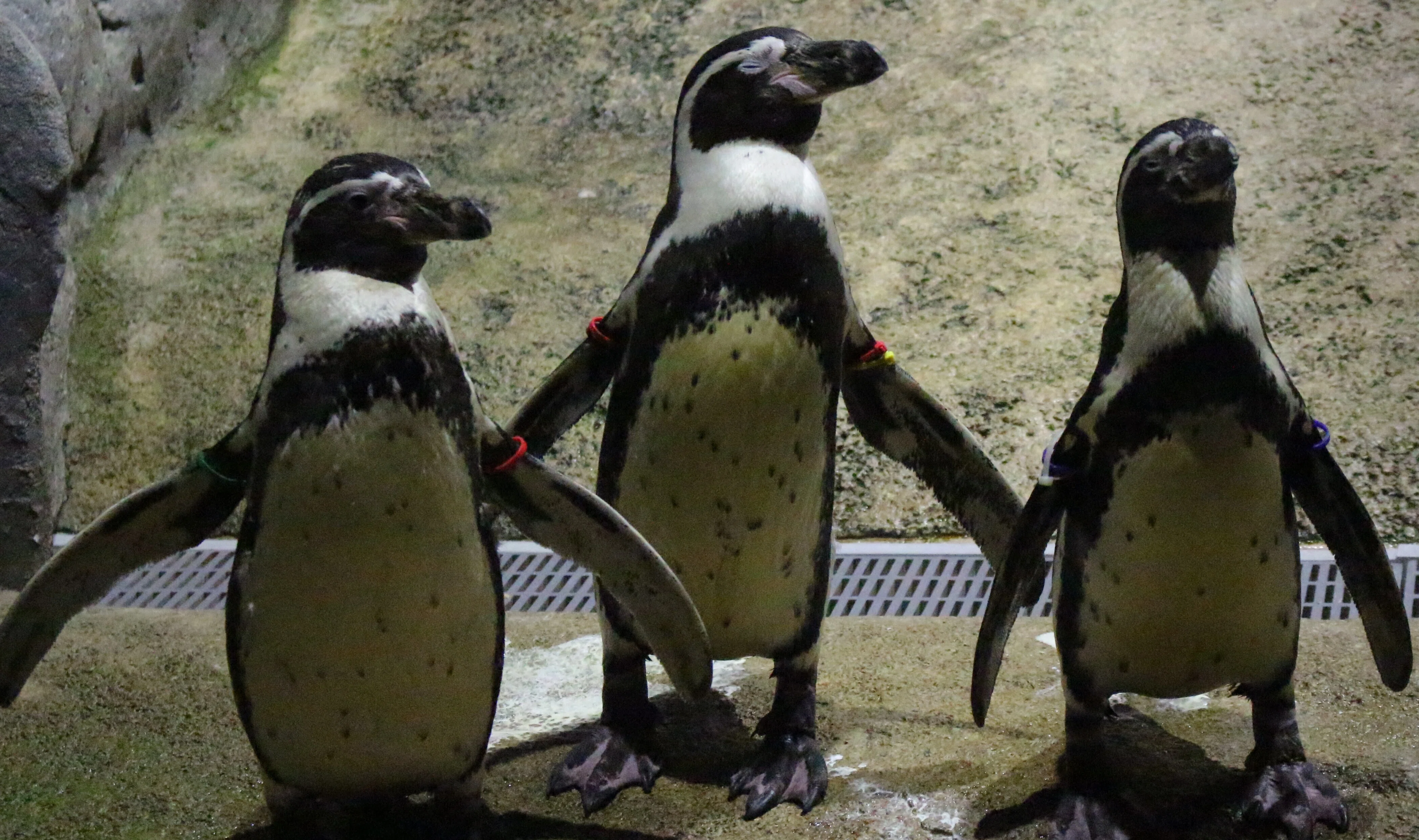 日本の南北でペンギンを観たら、距離感の近さに驚かされた。｜たびてく