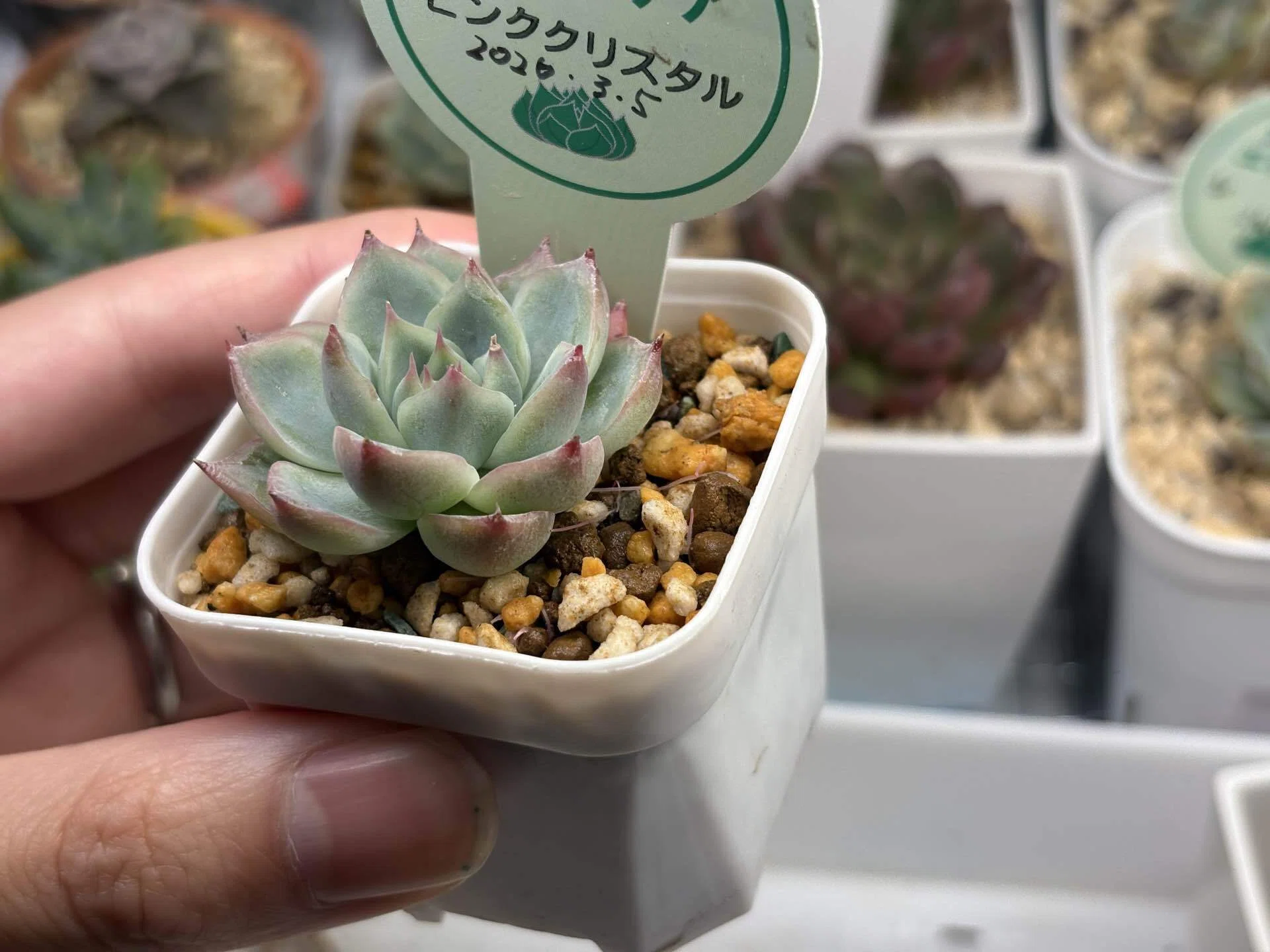 ホムセン多肉を室内で育ててみたら、、ピンククリスタル。｜ナカガワ