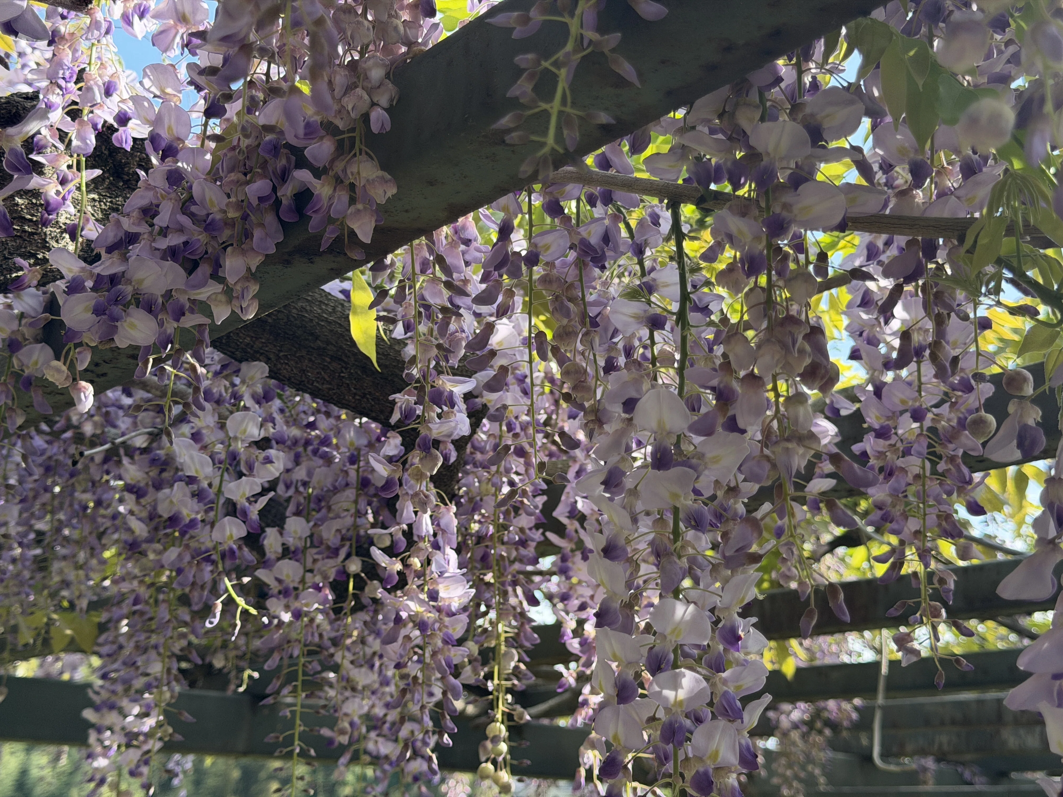 飛鳥通信】 飛鳥の藤の花｜高坂正澄
