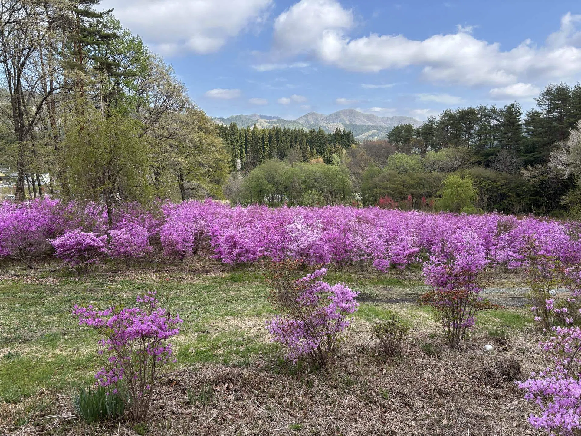 ツツジ速報B83. 甘酒原高原遊花里自然園｜sasayan
