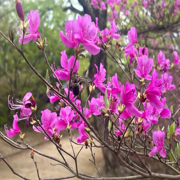 躑躅の花｜み