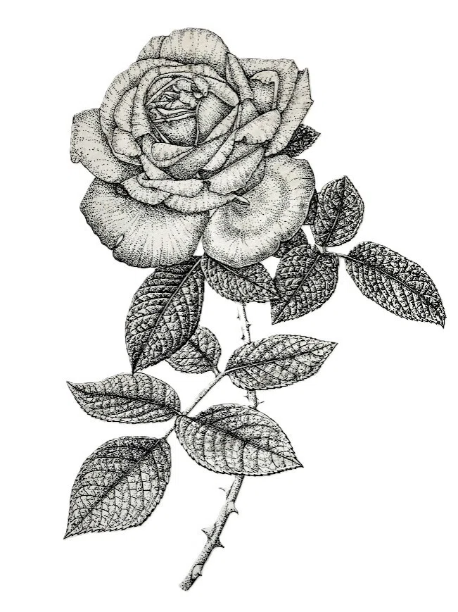 バラの植物画 シルバーフレーム付き 植物画・ボタニカルアート】薔薇はやっぱり美しい③モノクロのバラ