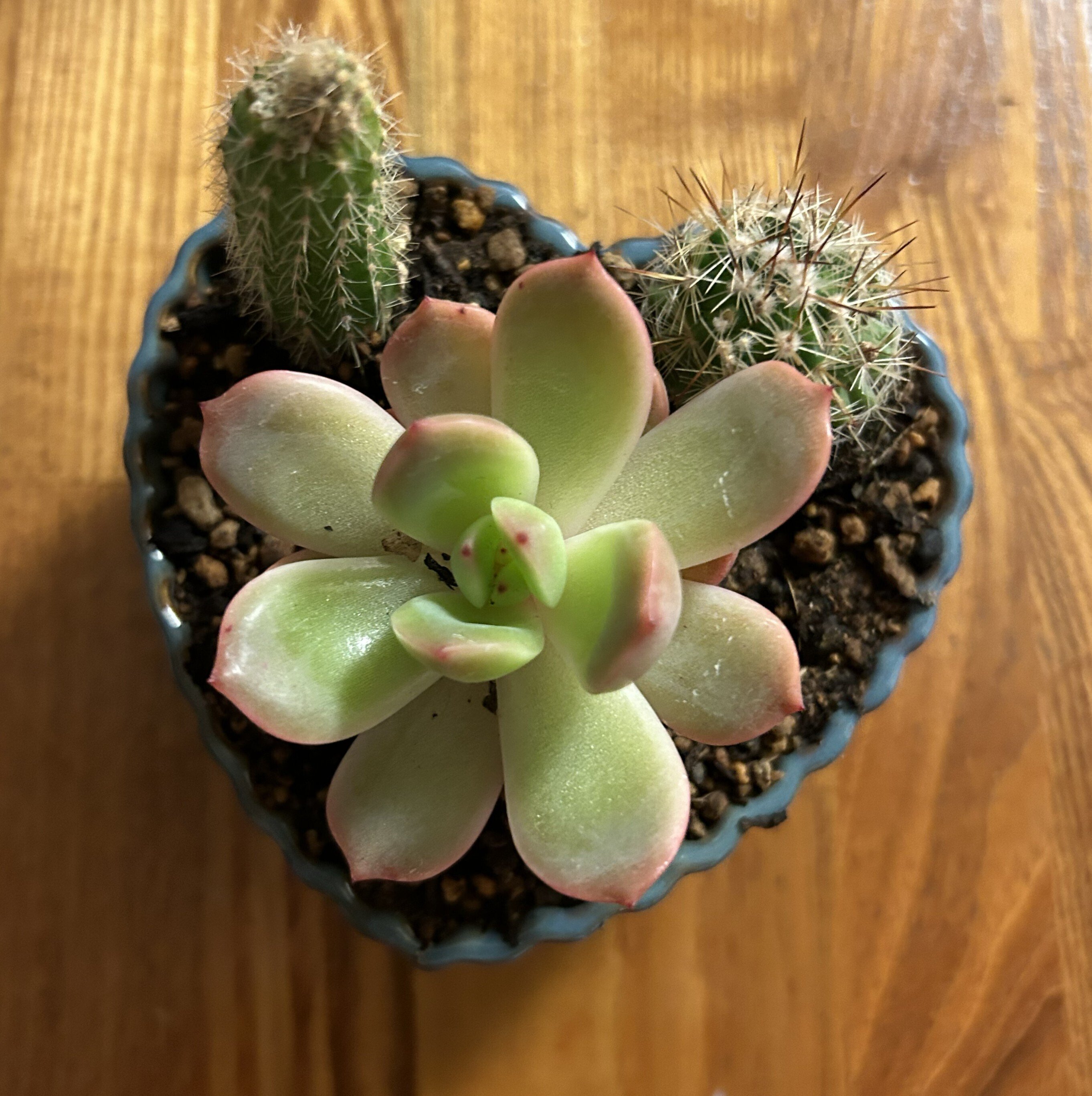 🐉【つぶやき39】かつも 🍀まずい⁉多肉植物の葉が開いてきた🍀AIに健康