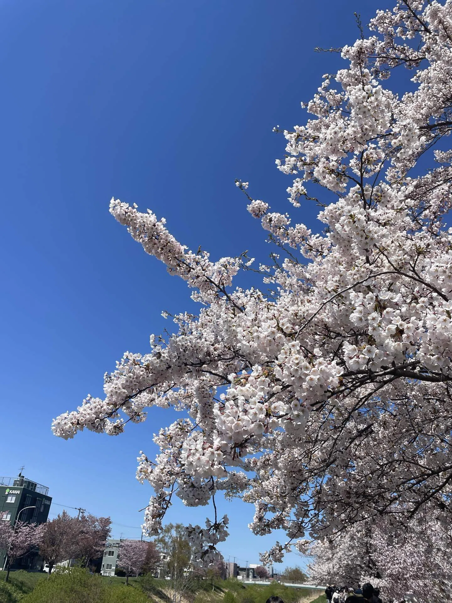 桜と川を、ゆったり眺める｜kukui