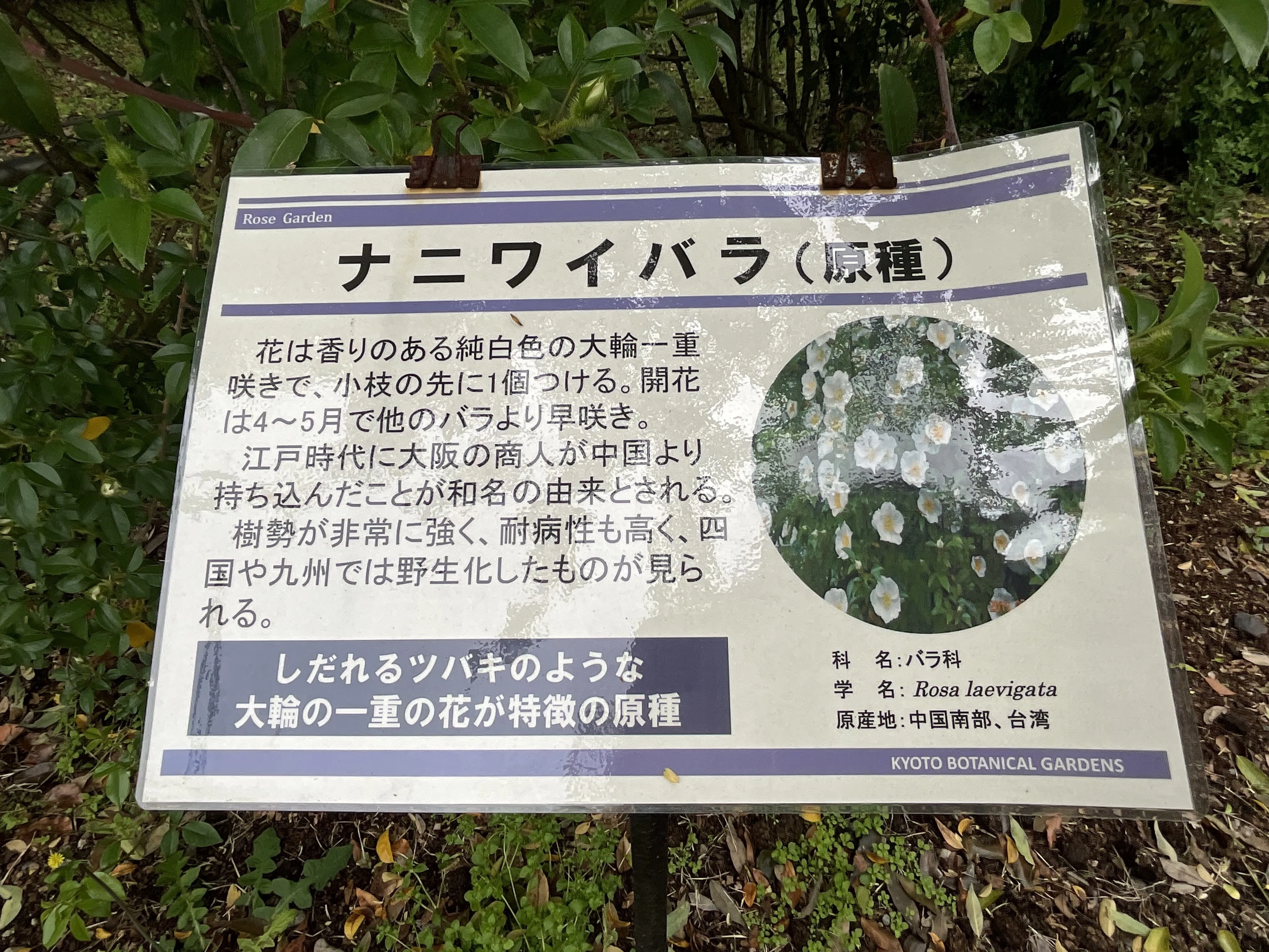 ナニワイバラ（京都府立植物園）：2026年4月25日（土）｜藤井秀昭