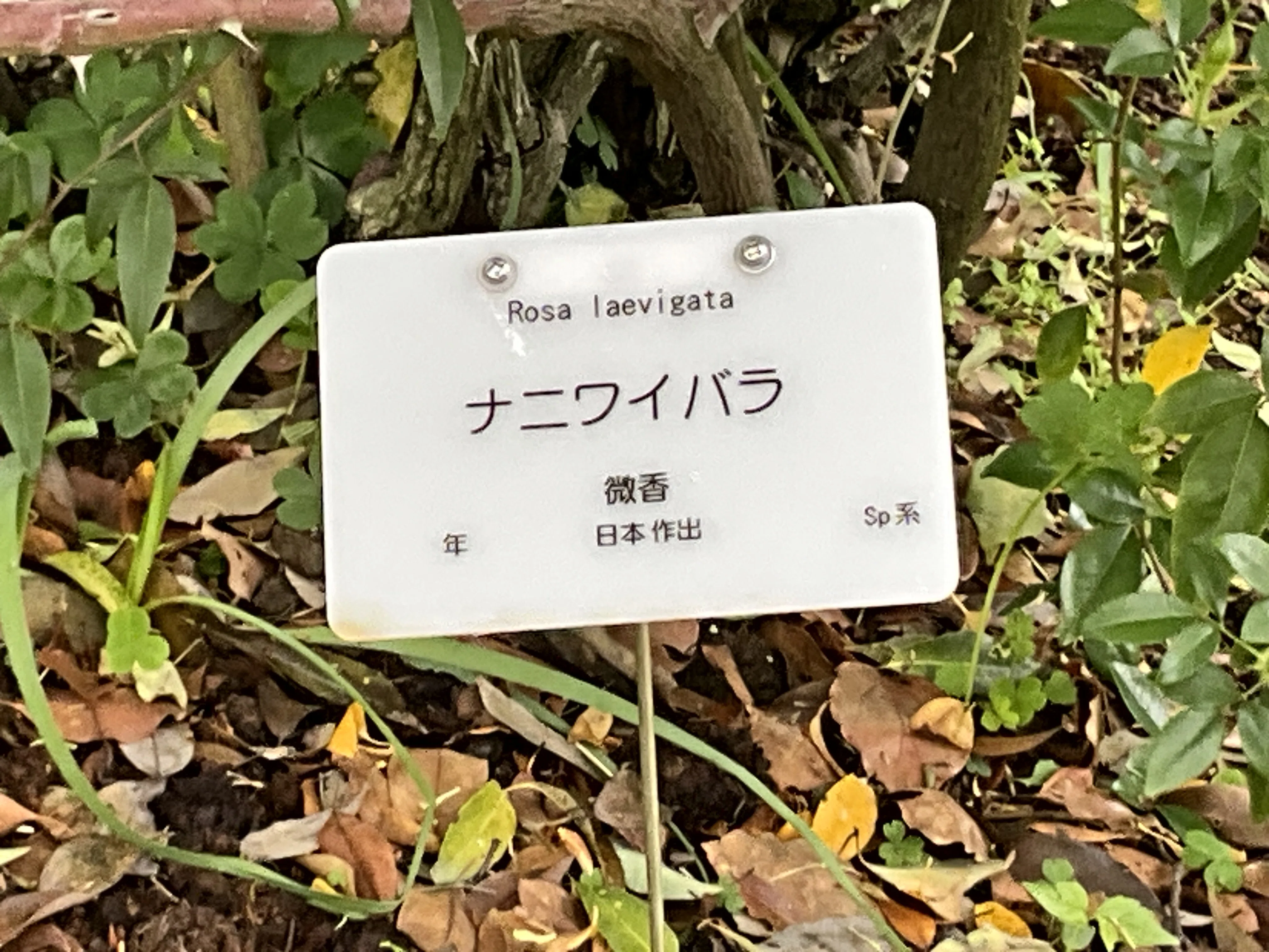 ナニワイバラ（京都府立植物園）：2026年4月25日（土）｜藤井秀昭