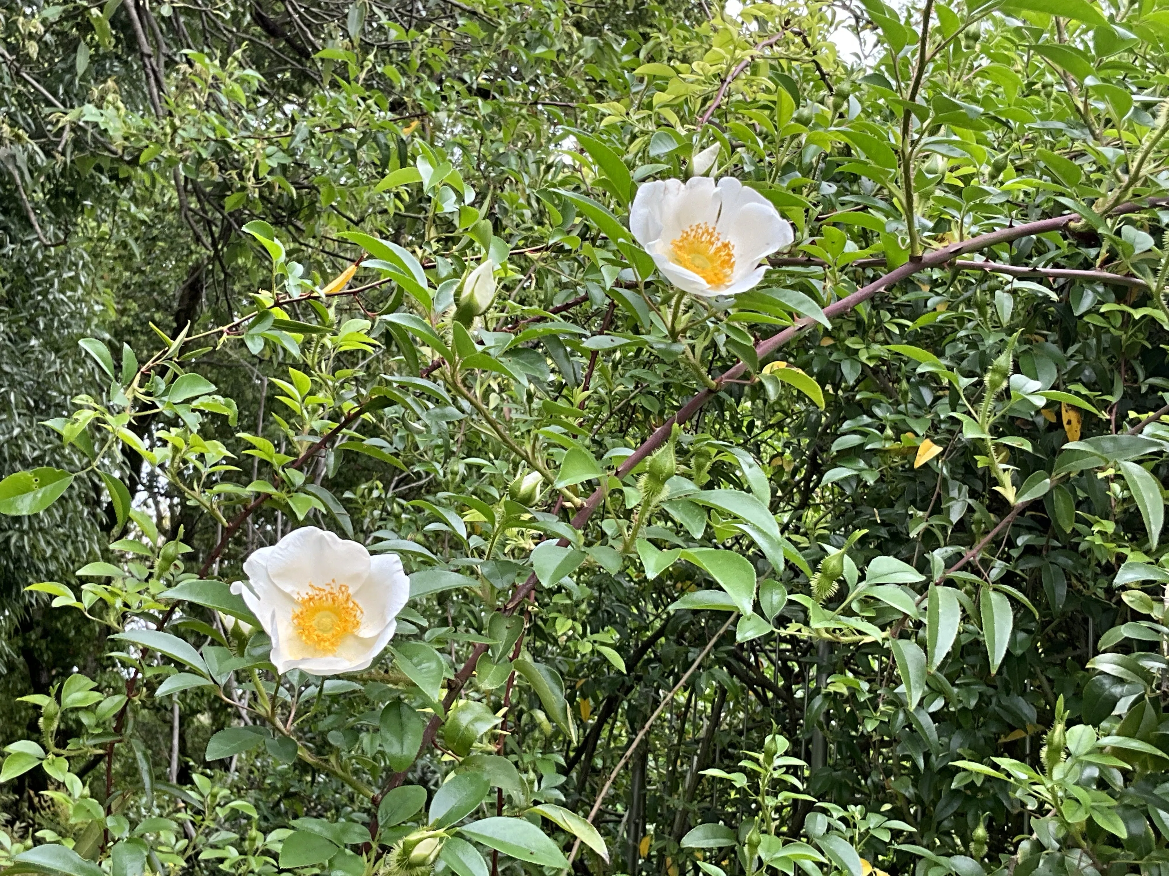 ナニワイバラ（京都府立植物園）：2026年4月25日（土）｜藤井秀昭