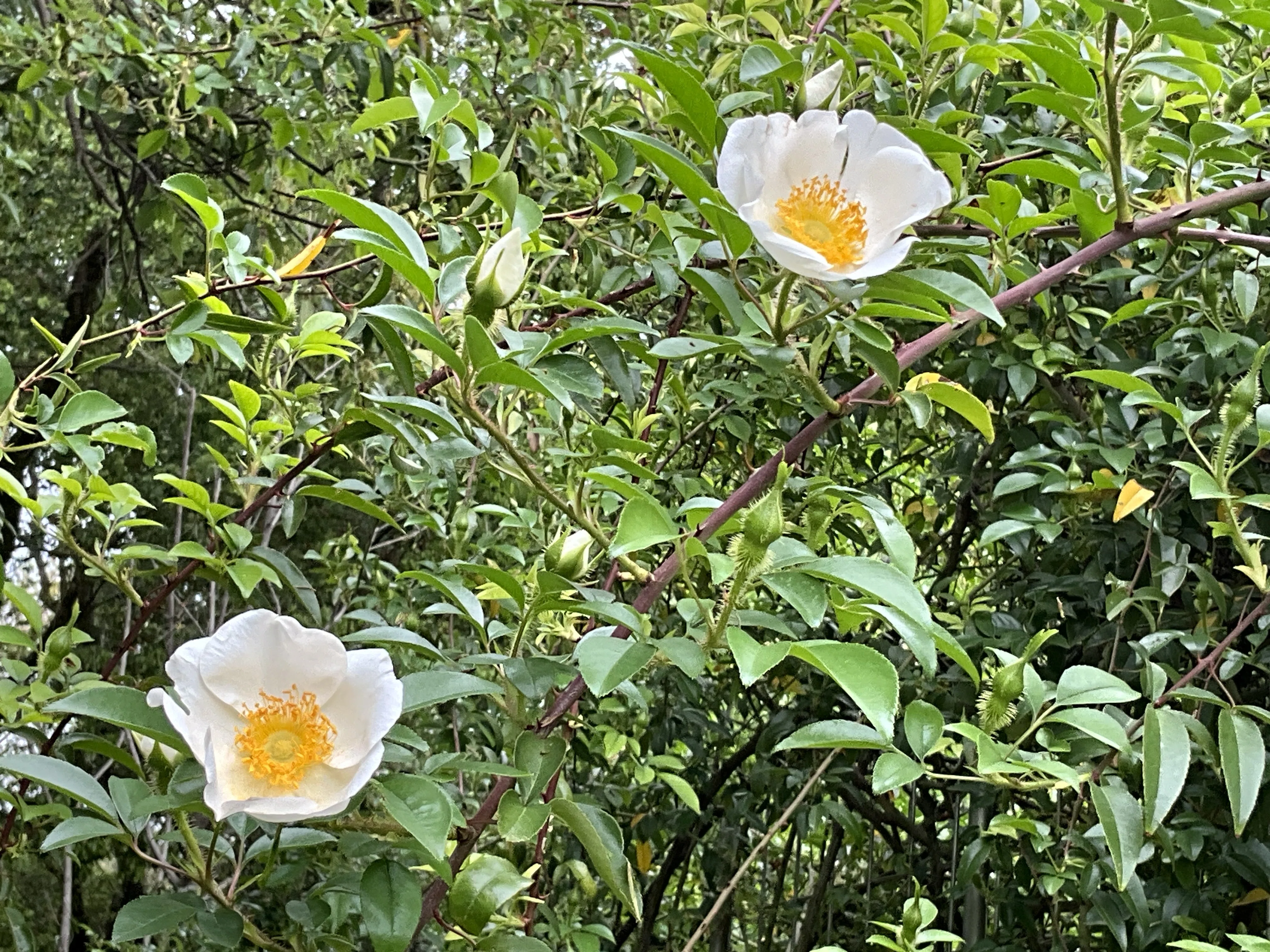 ナニワイバラ（京都府立植物園）：2026年4月25日（土）｜藤井秀昭