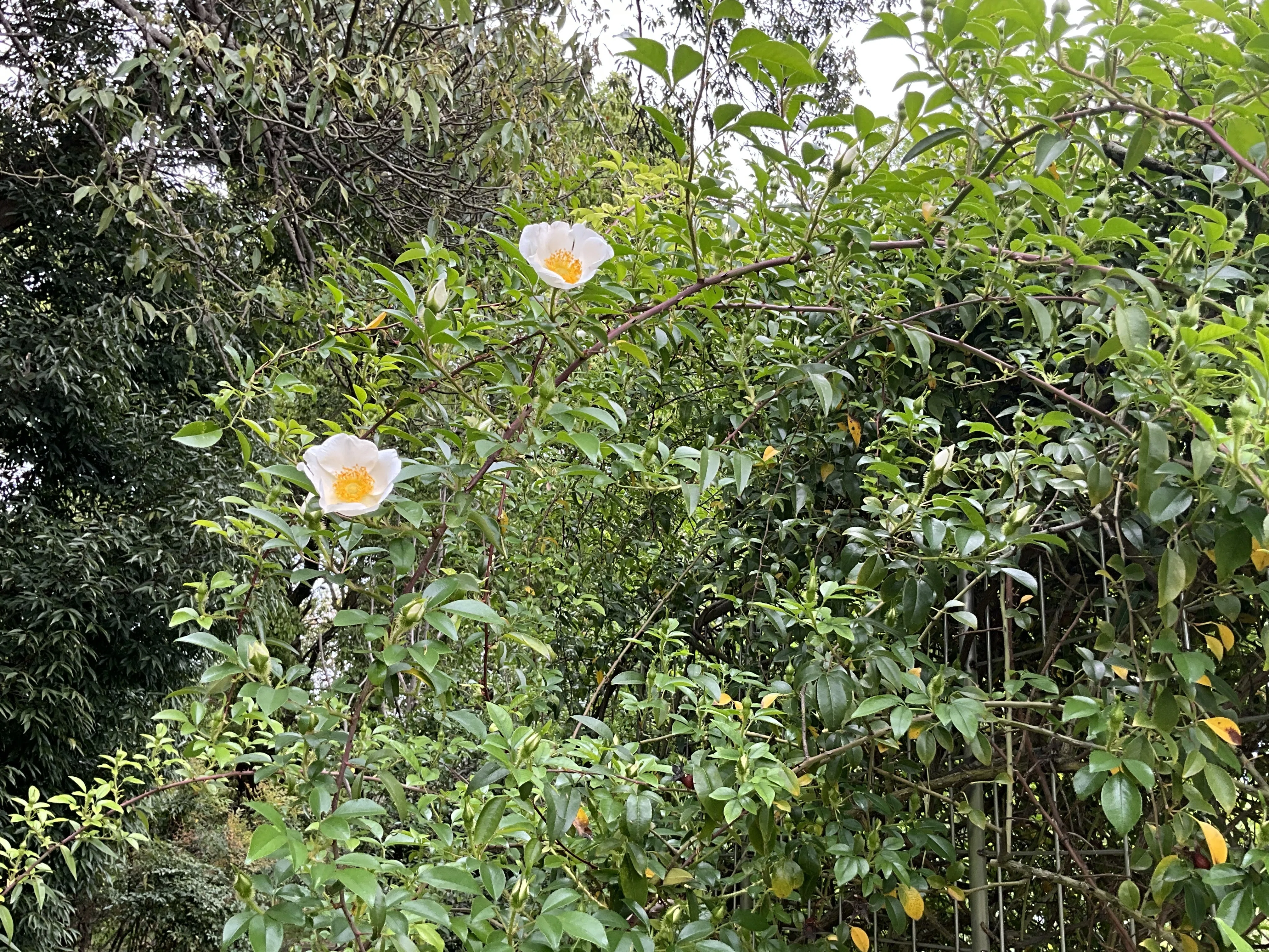 ナニワイバラ（京都府立植物園）：2026年4月25日（土）｜藤井秀昭