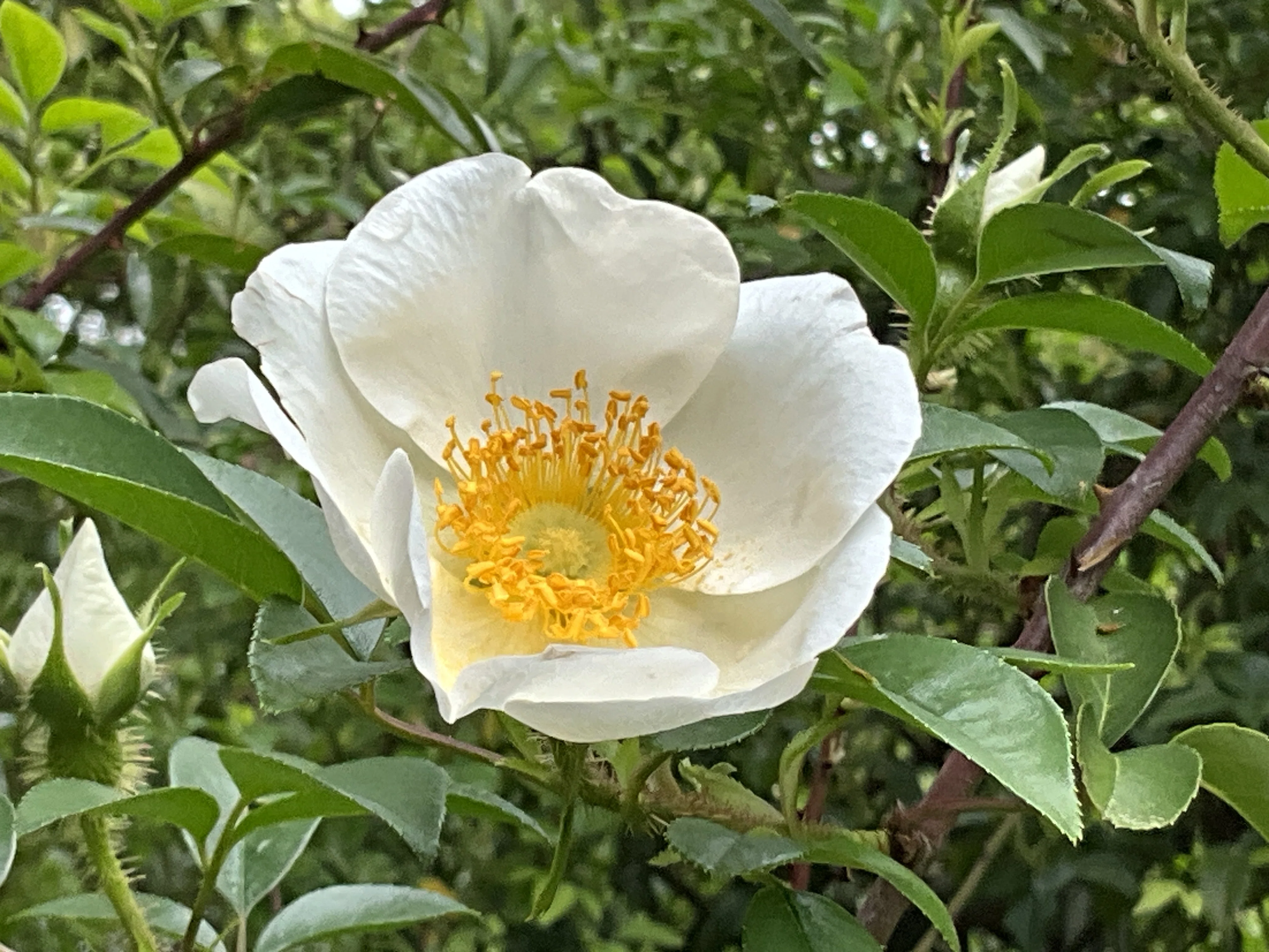 ナニワイバラ　麦　クサイチゴ他 ご確認用 ナニワイバラ（京都府立植物園）：2026年4月25日（土）｜藤井秀昭