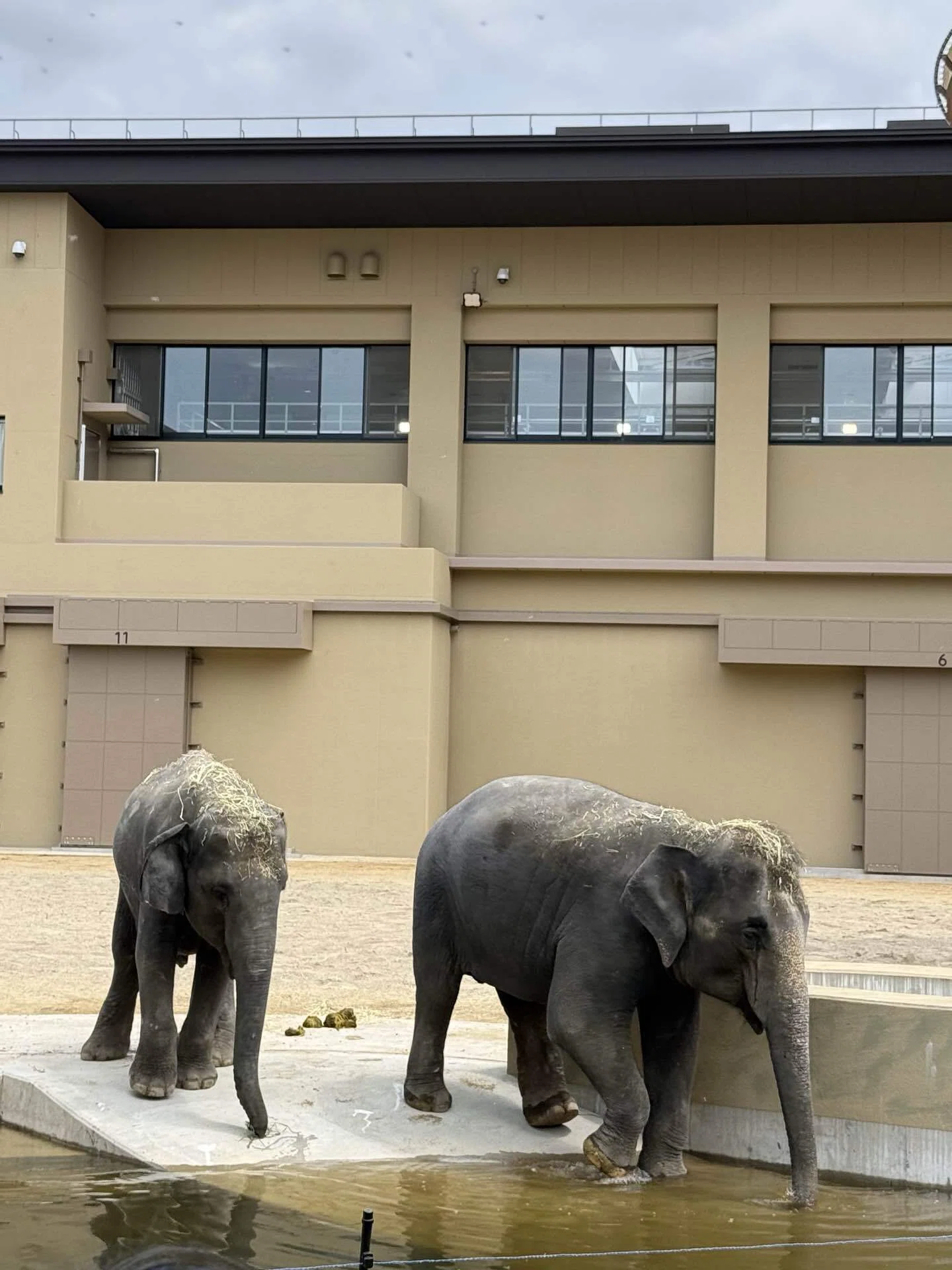 天王寺動物園にさっそくゾウを確認しに行った！｜海岸うみべ