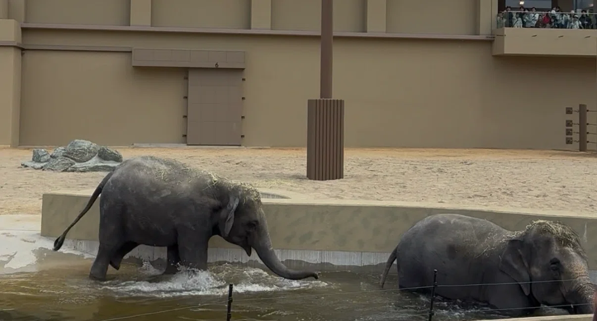 天王寺動物園にさっそくゾウを確認しに行った！｜海岸うみべ