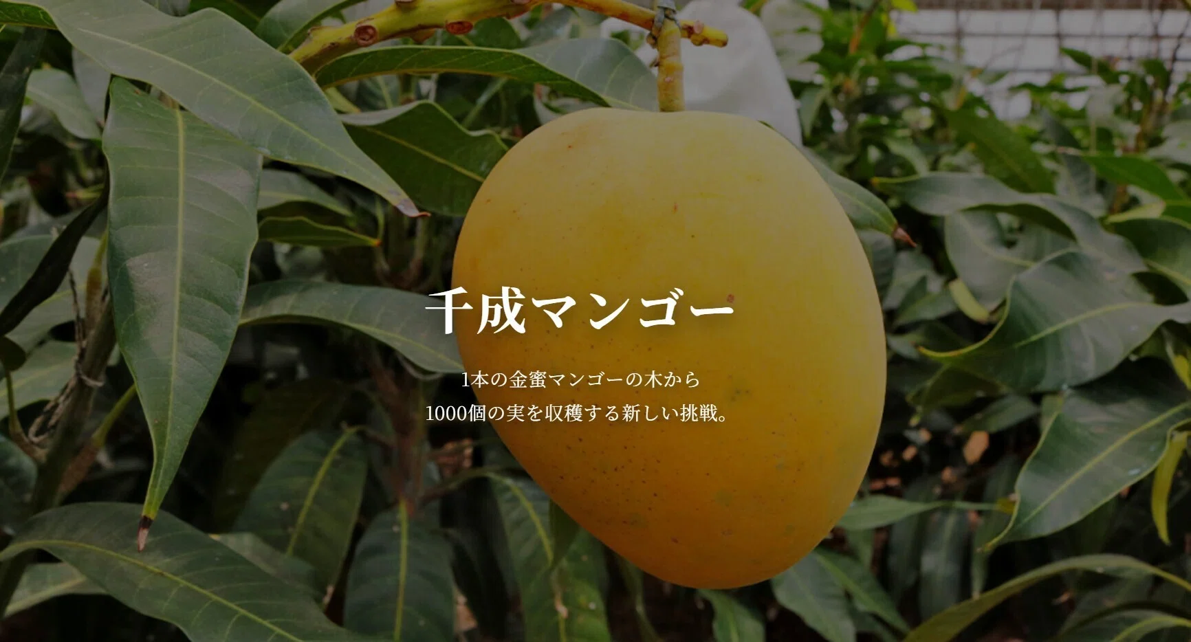 食品 金密マンゴーとアップルマンゴーmix2キロ入り