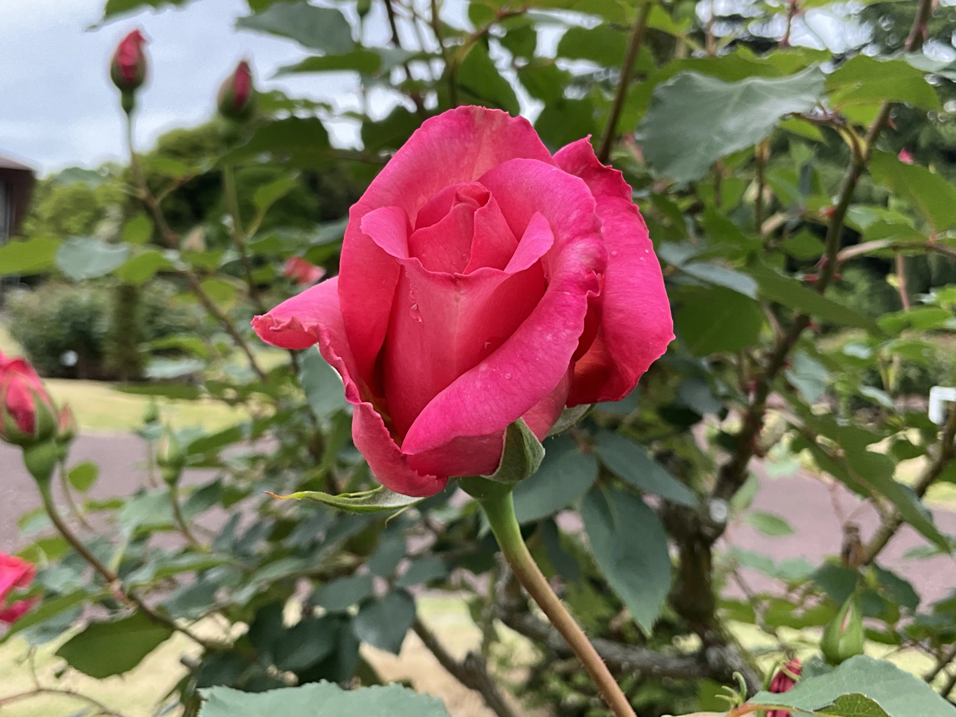 桃山の春一番花（京都府立植物園）：2026年4月26日（日）｜藤井秀昭