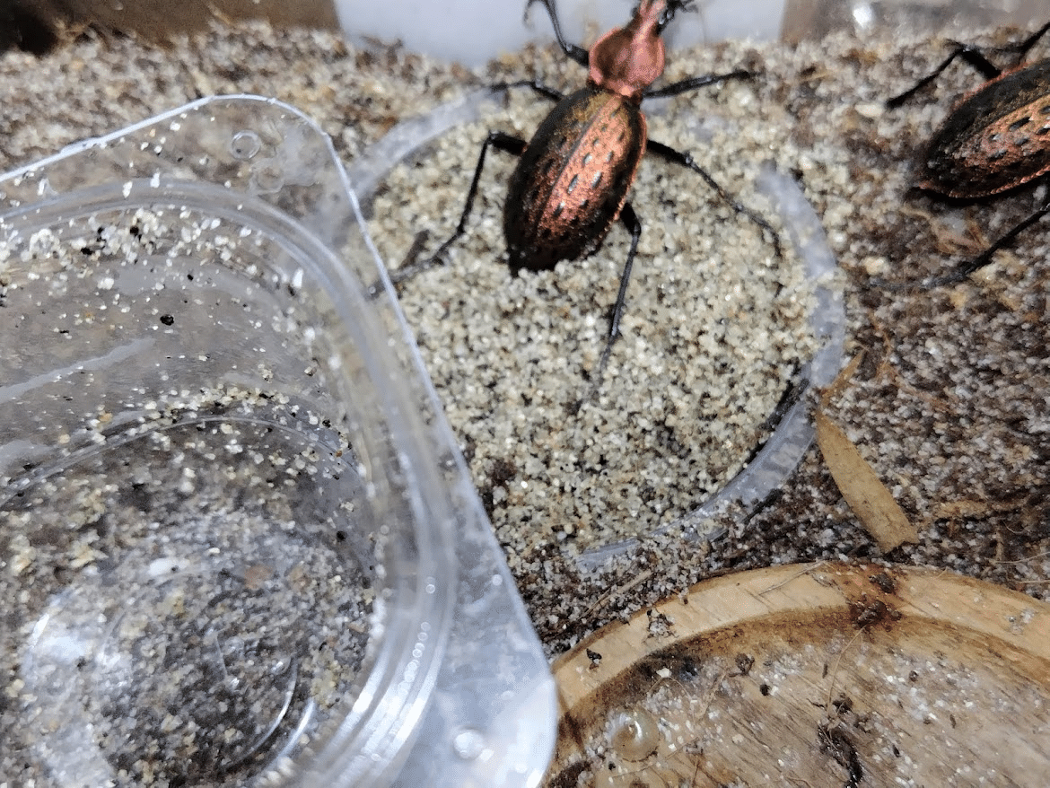 カブリモドキの飼育について（補足と雑感）｜おさこじき