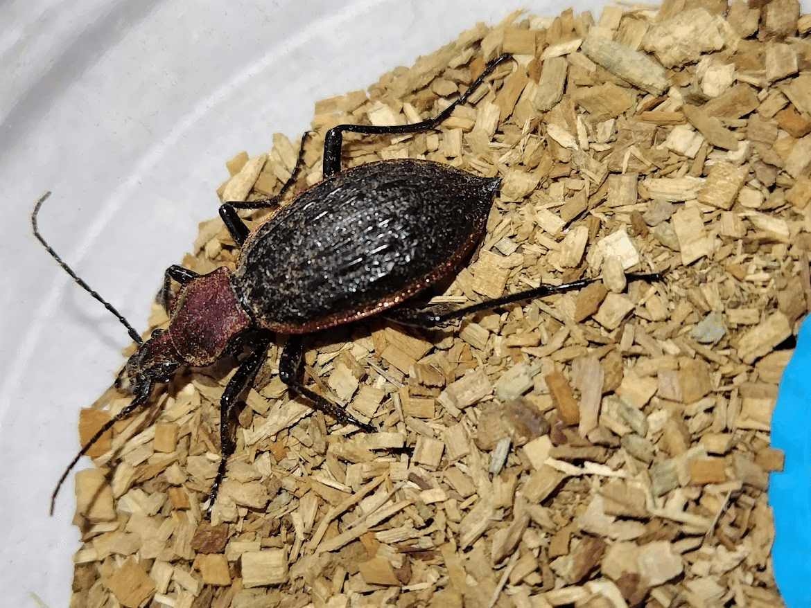 カブリモドキの飼育について（補足と雑感）｜おさこじき