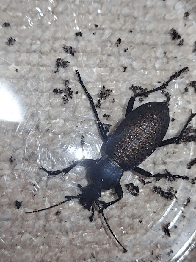 カブリモドキの飼育について（補足と雑感）｜おさこじき