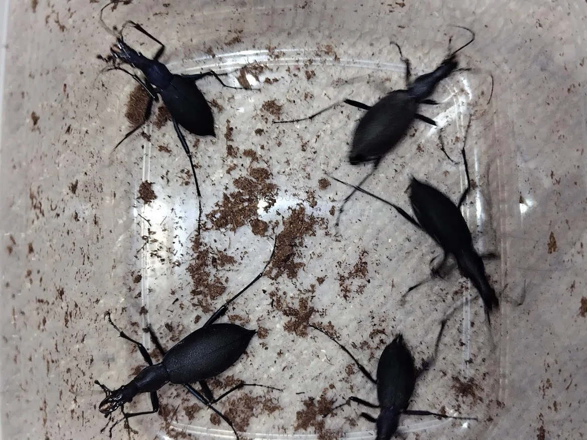 カブリモドキの飼育について（補足と雑感）｜おさこじき