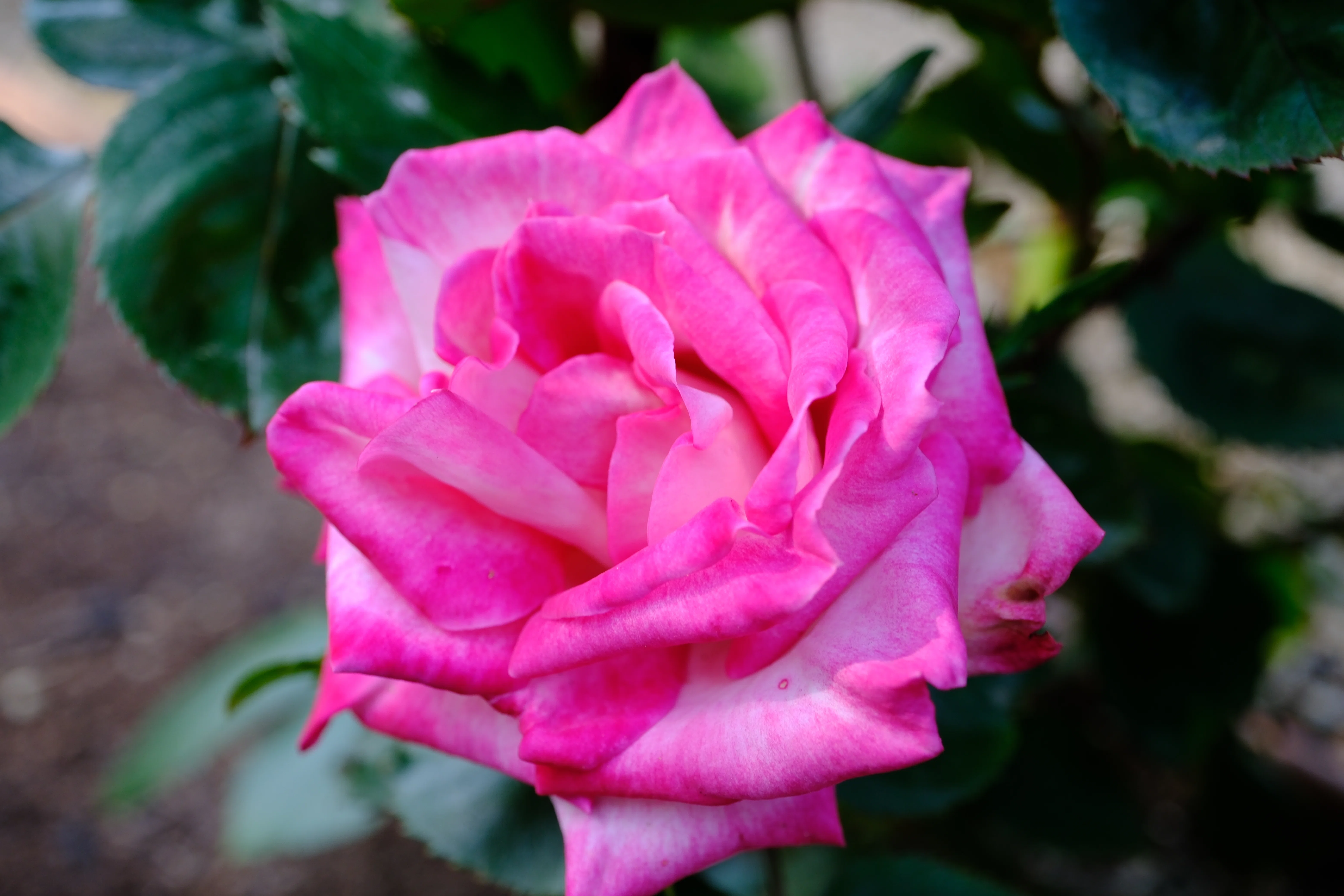 📷X-T30III × 🌹中之島バラ園 ｜ 🇺🇸アパッチ・ティアーズ｜ぱぽ