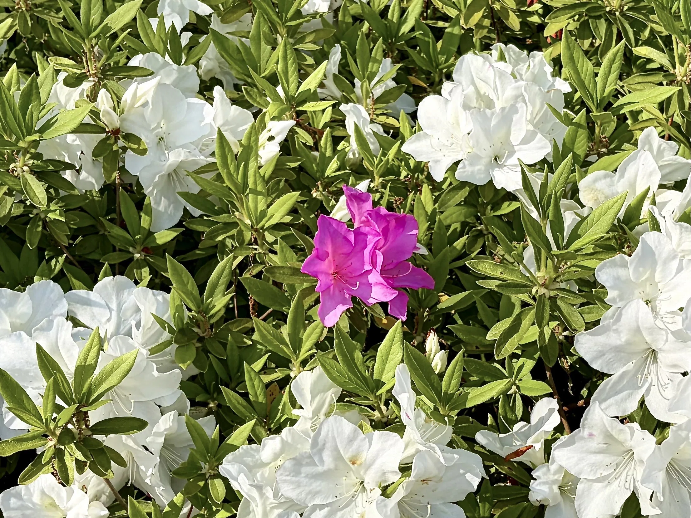 あつぎつつじの丘公園】花に個性を感じ、蜂に性格を感じた｜ほぼ63世