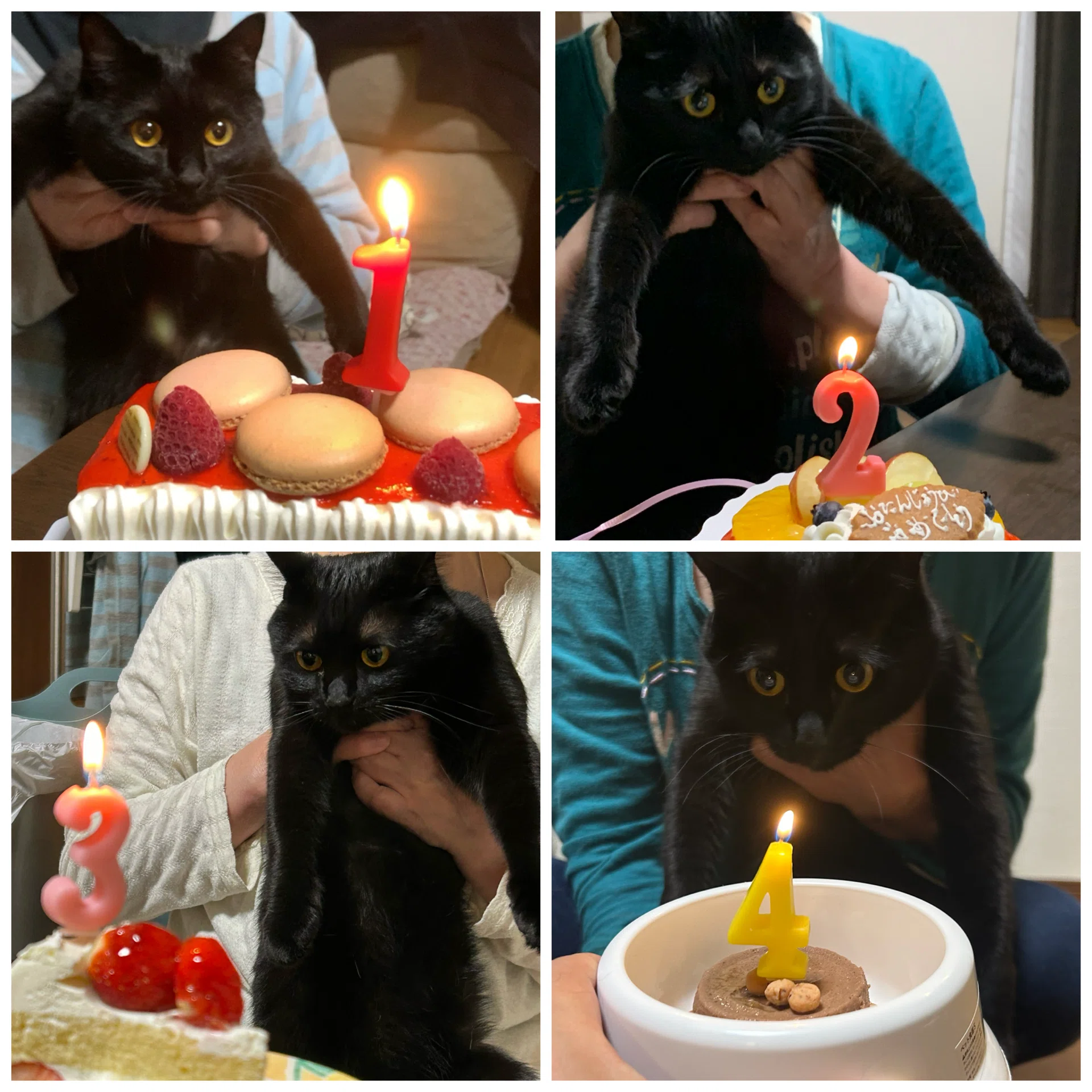 黒猫ちゃん　おめでとう 黒猫】「祝・5歳」黒猫あめとたどり着いた「誕生日の正解」｜ゆぱ