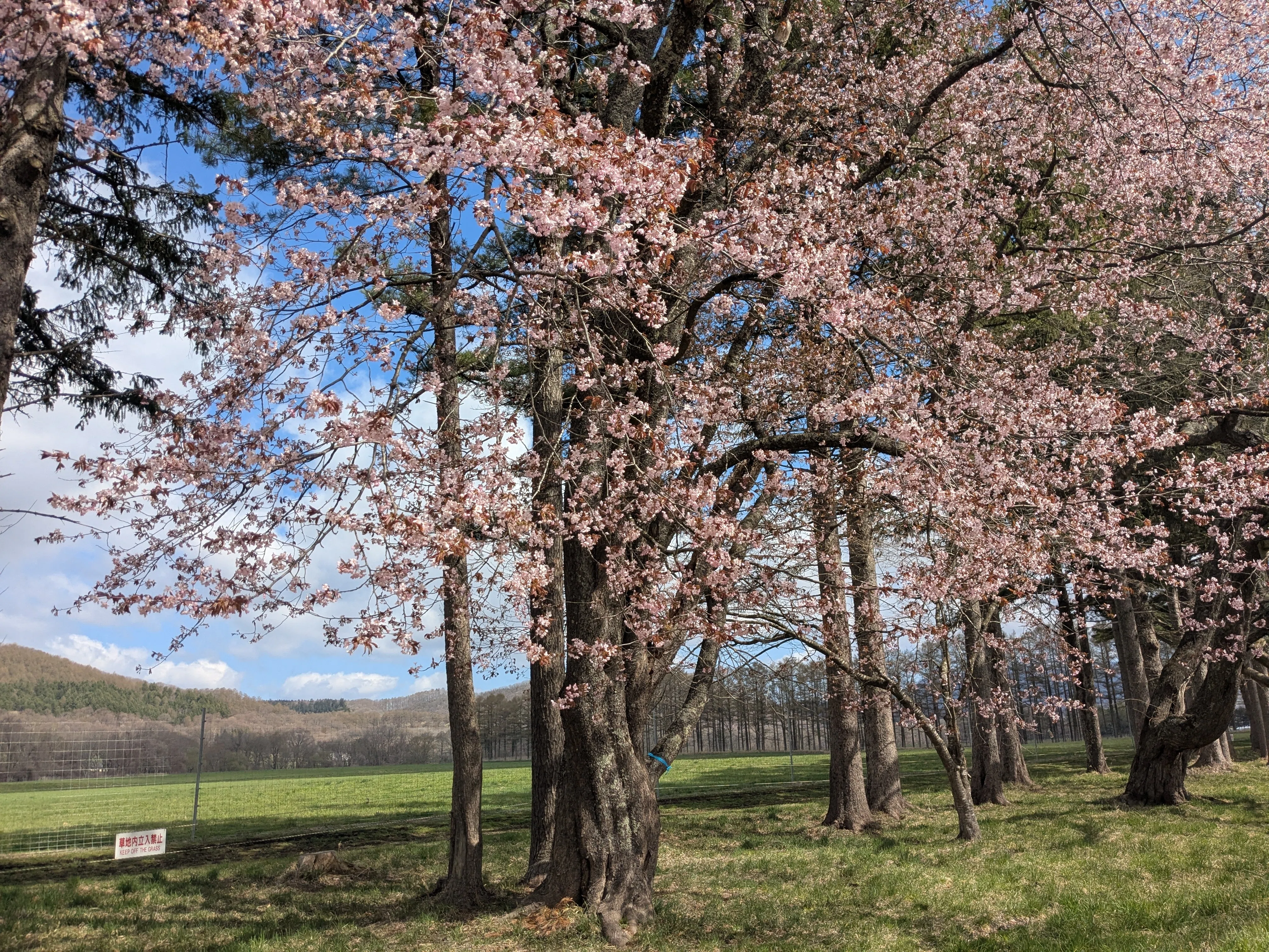 全長7kmの直線美:新ひだか町「二十間道路の桜並木」｜Sunny