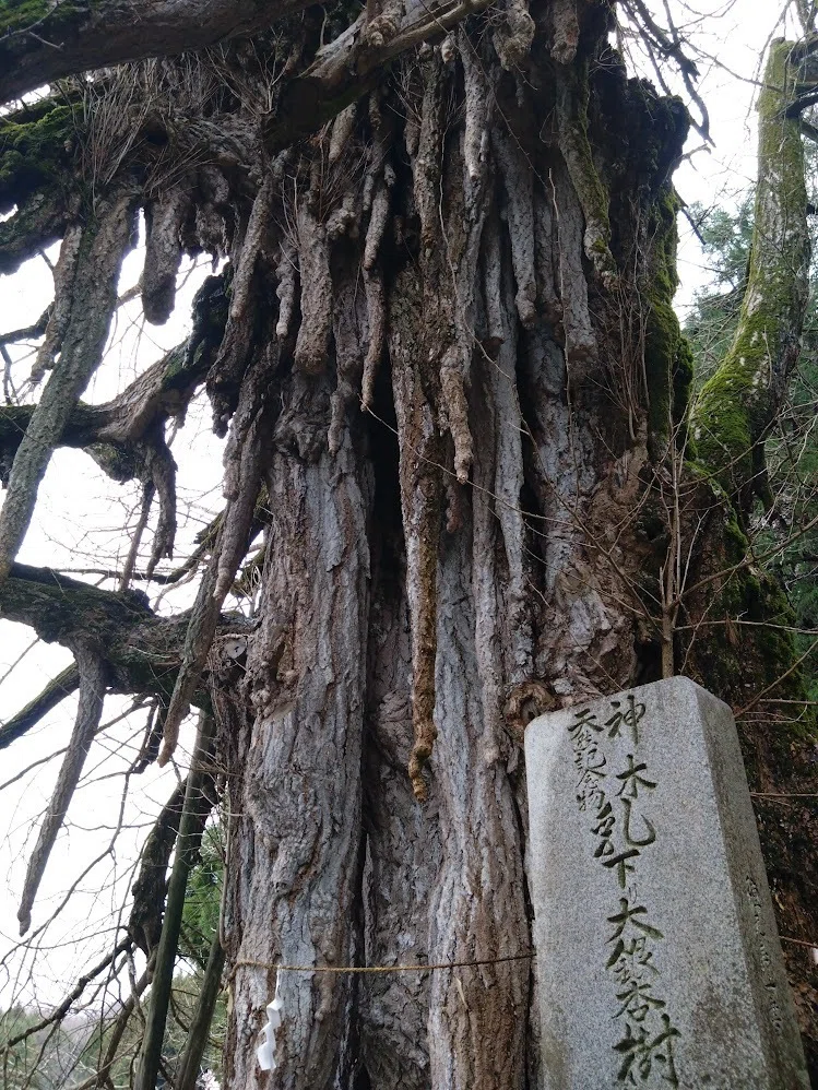 広島県高野町・天満神社」（母なるイチョウの樹）｜ryuko