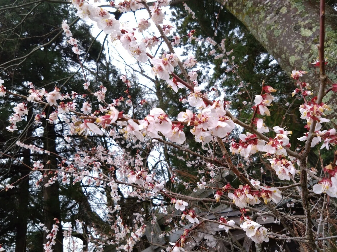 広島県高野町・天満神社」（母なるイチョウの樹）｜ryuko