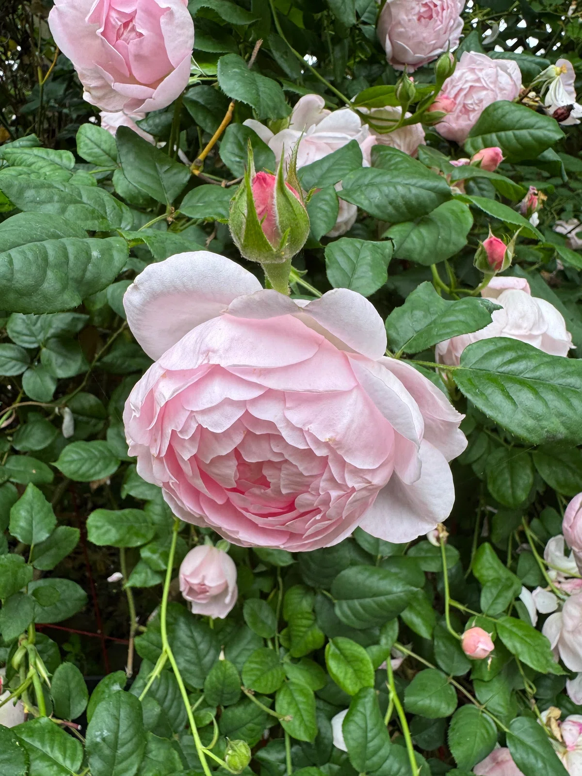 終活日記 ー Apr 25, 2026; 庭にある森、English rose、and Jack White｜Mum Wild-Style