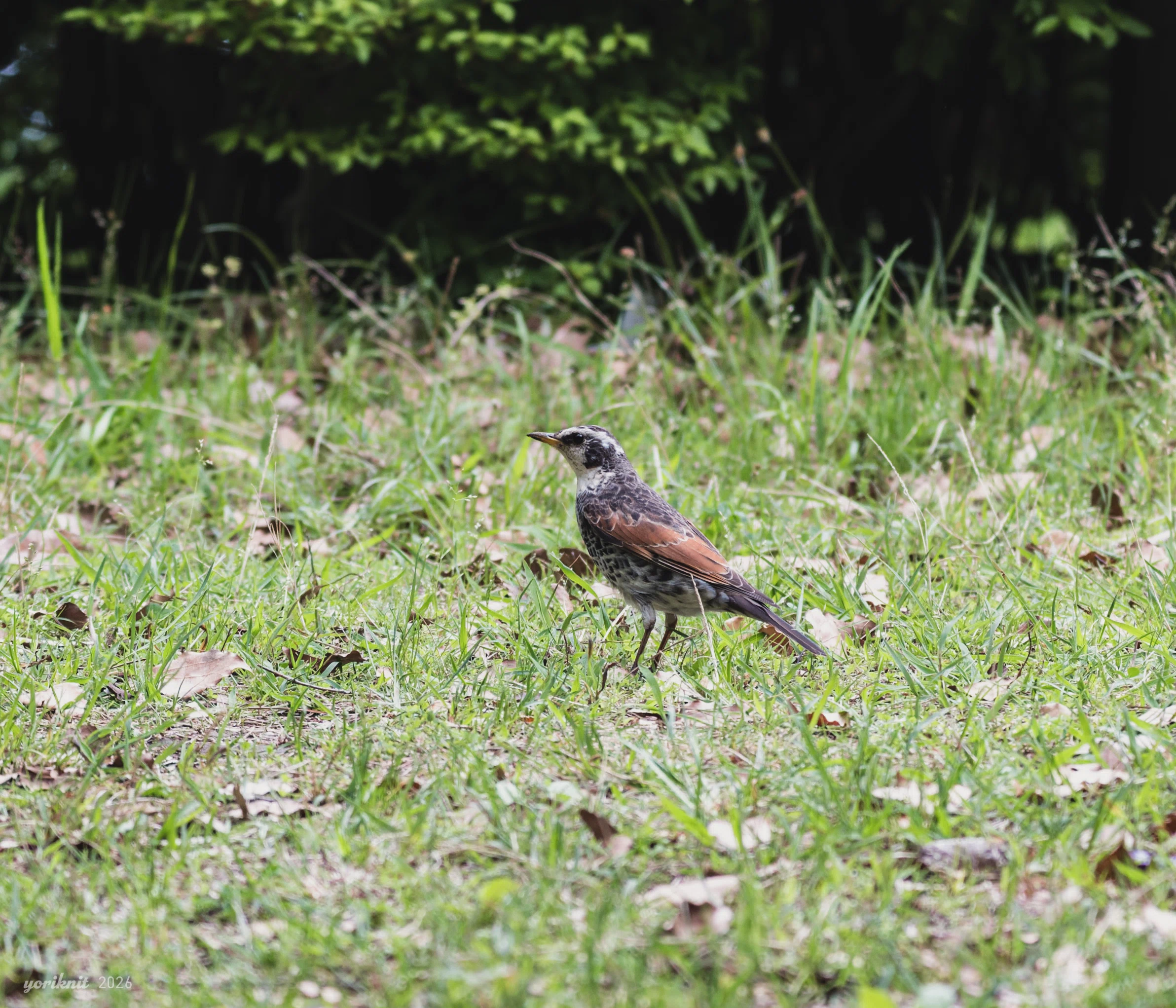 野鳥スナップ。 ｜ Nikon Z5II｜yoriknit