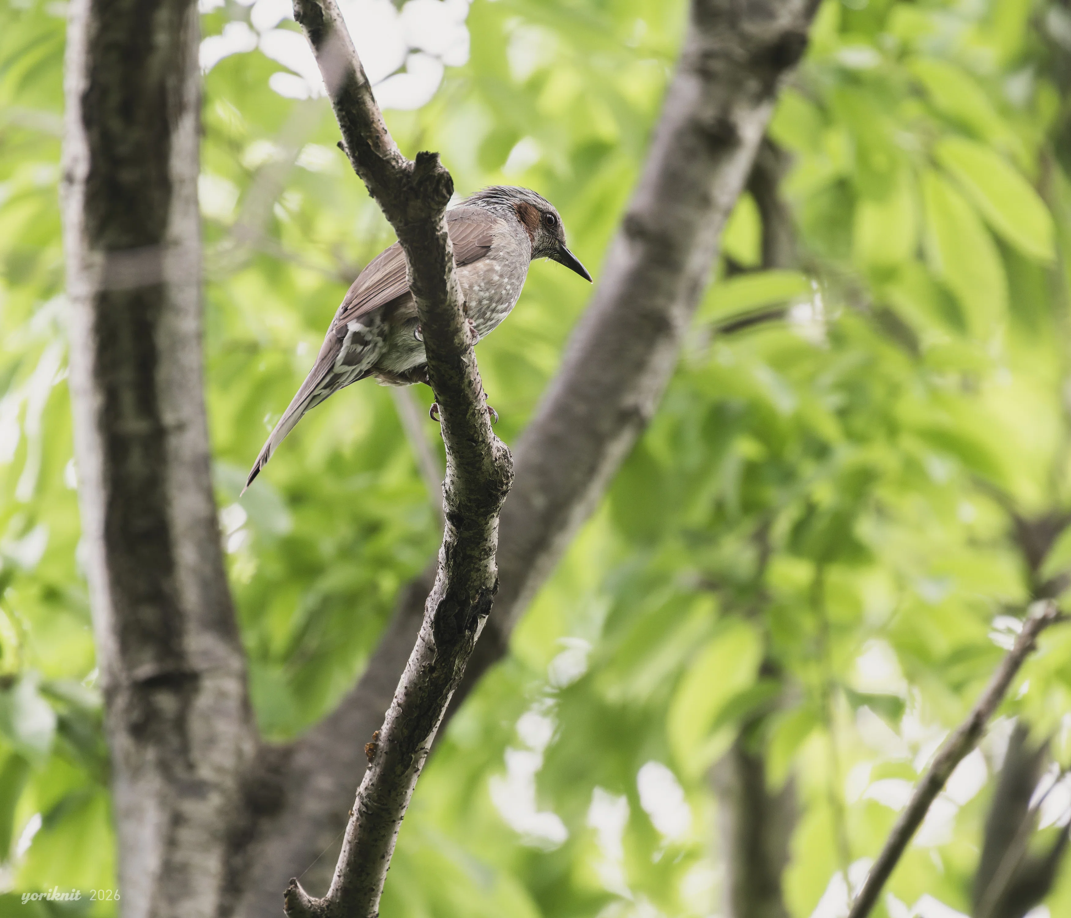野鳥スナップ。 ｜ Nikon Z5II｜yoriknit