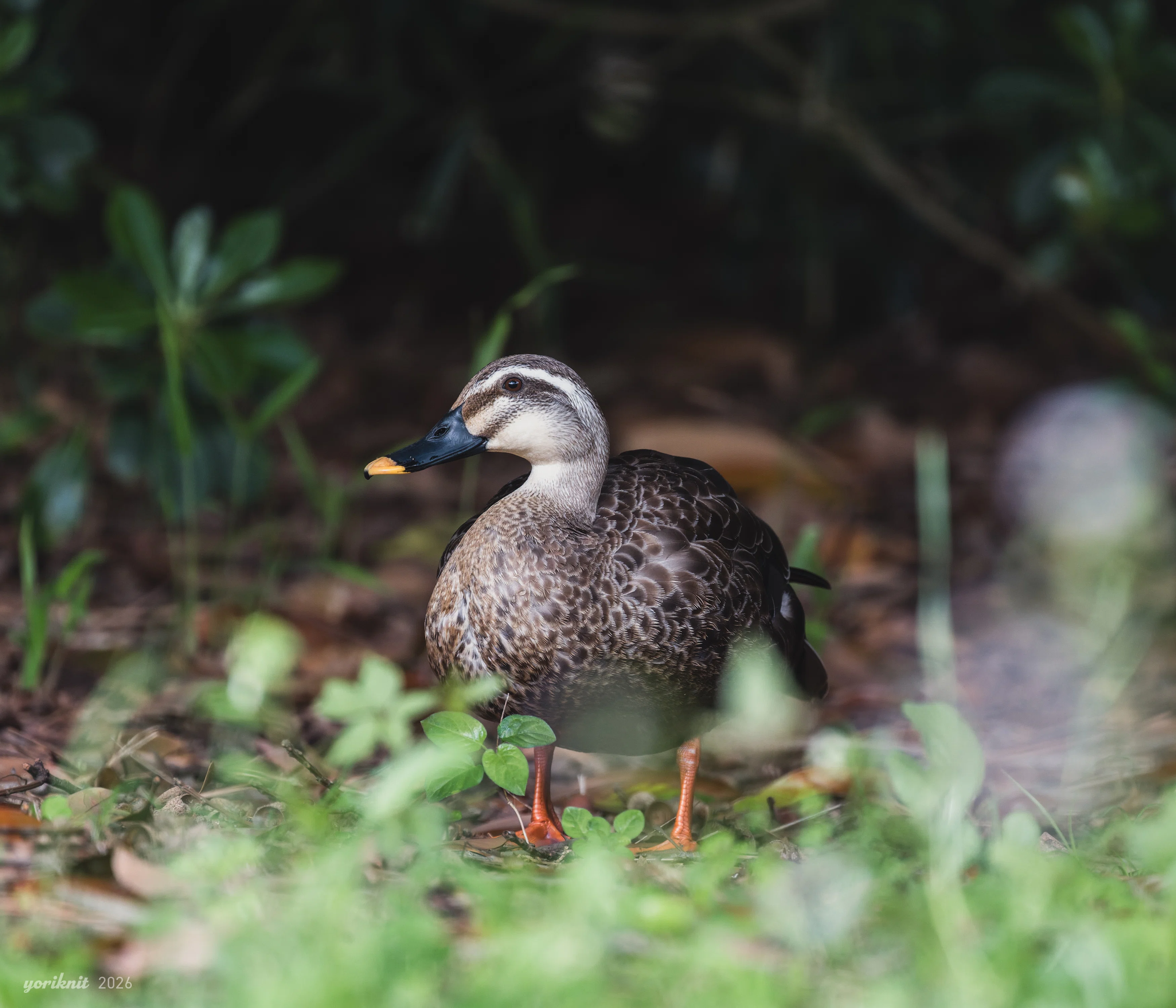 野鳥スナップ。 ｜ Nikon Z5II｜yoriknit
