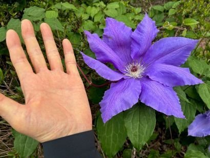 2026年4月25日(土)の眺望とクレマチス｜なみこ