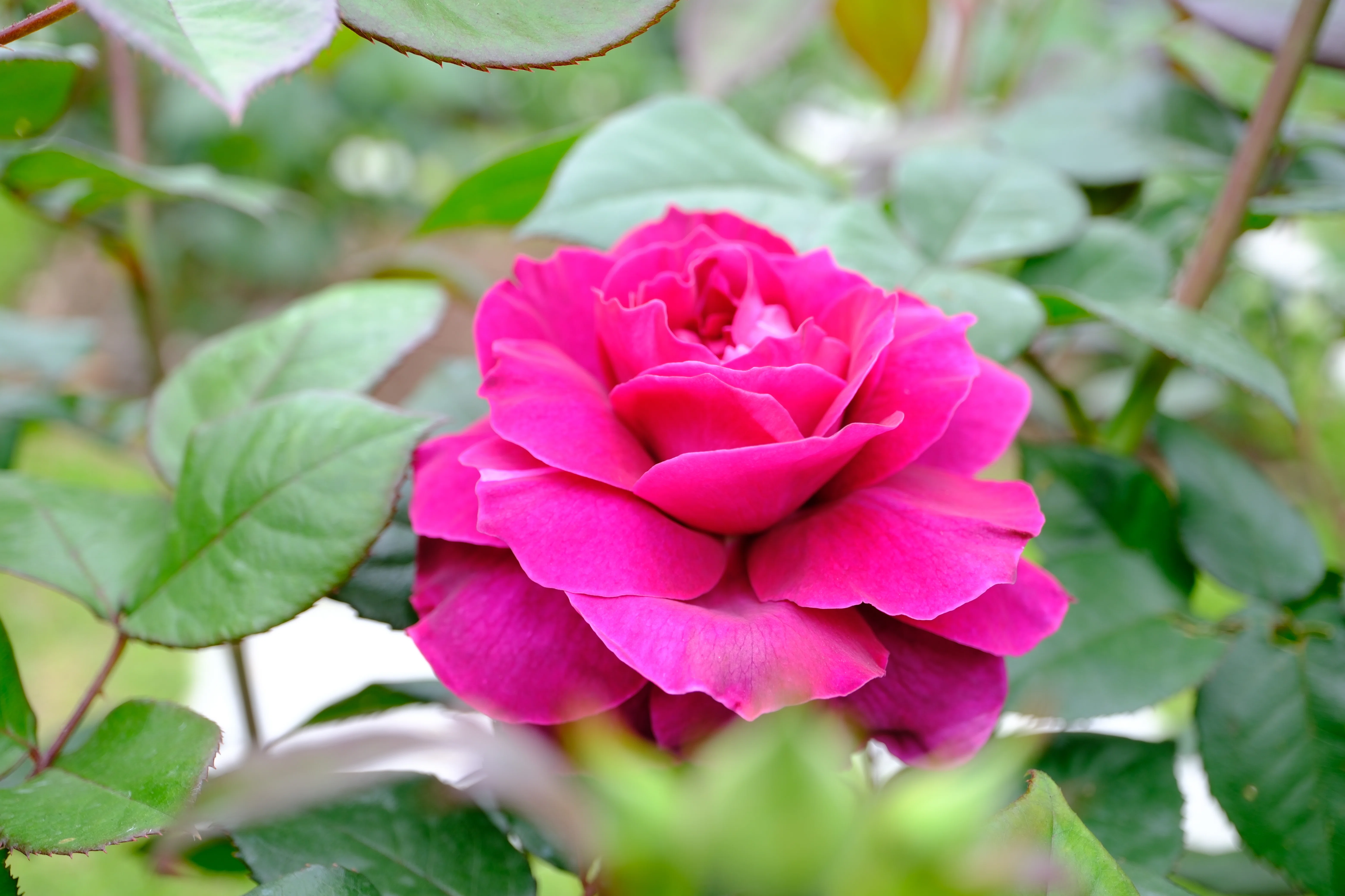 薔薇　3号 📷X-T30III × 🌹中之島バラ園 ｜ 🇺🇸イントゥリーグ｜ぱぽにゃん🌹🌳