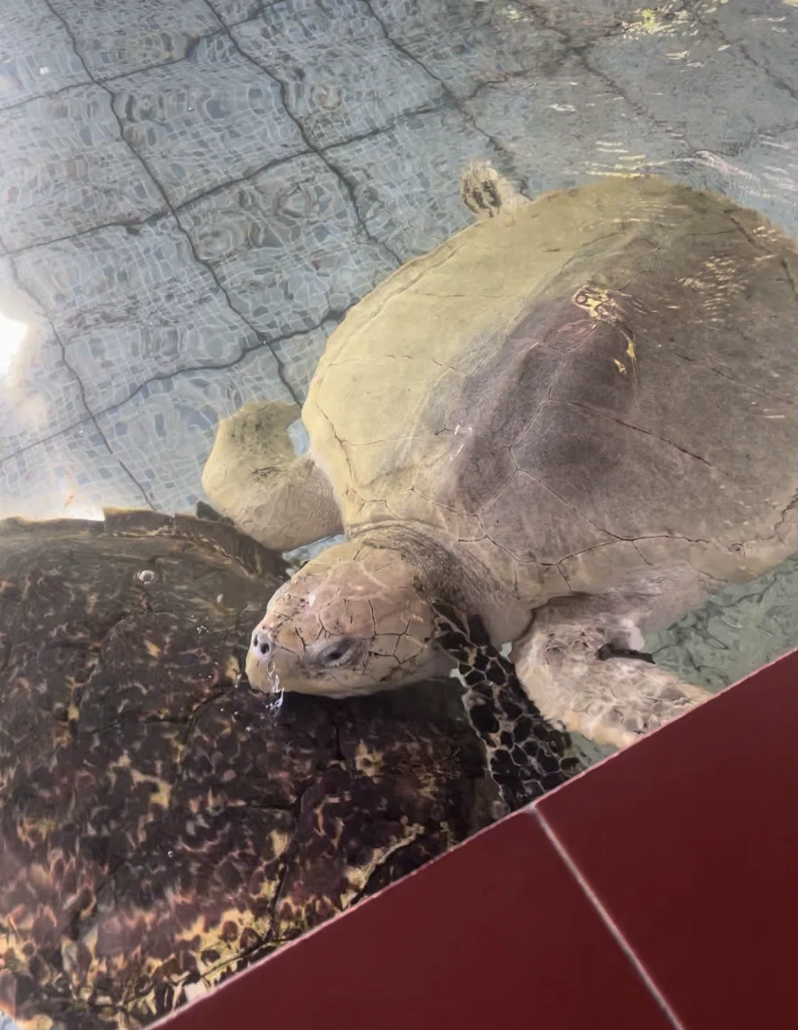 バリ島カメの壁掛け30年物 バリ島 里帰り日記② | バリ美術館, サヌールビーチ, 海亀保護センター