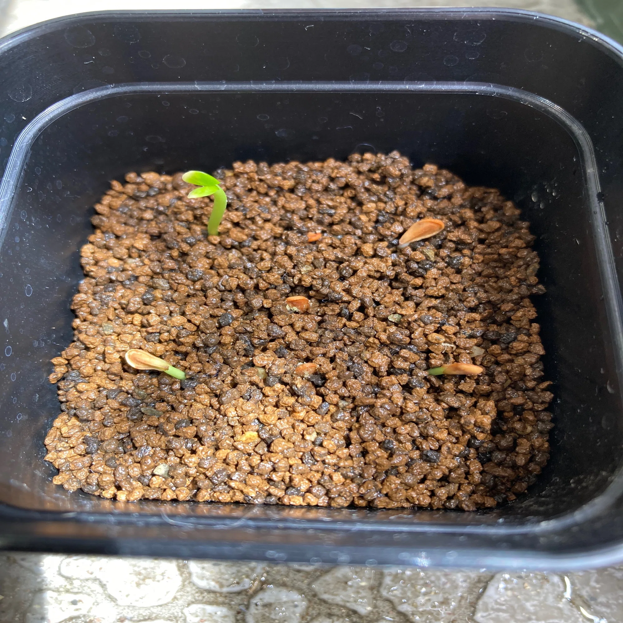 発芽のコツ分かったかも？Pachypodium windsorii播種記録｜ベランダ 